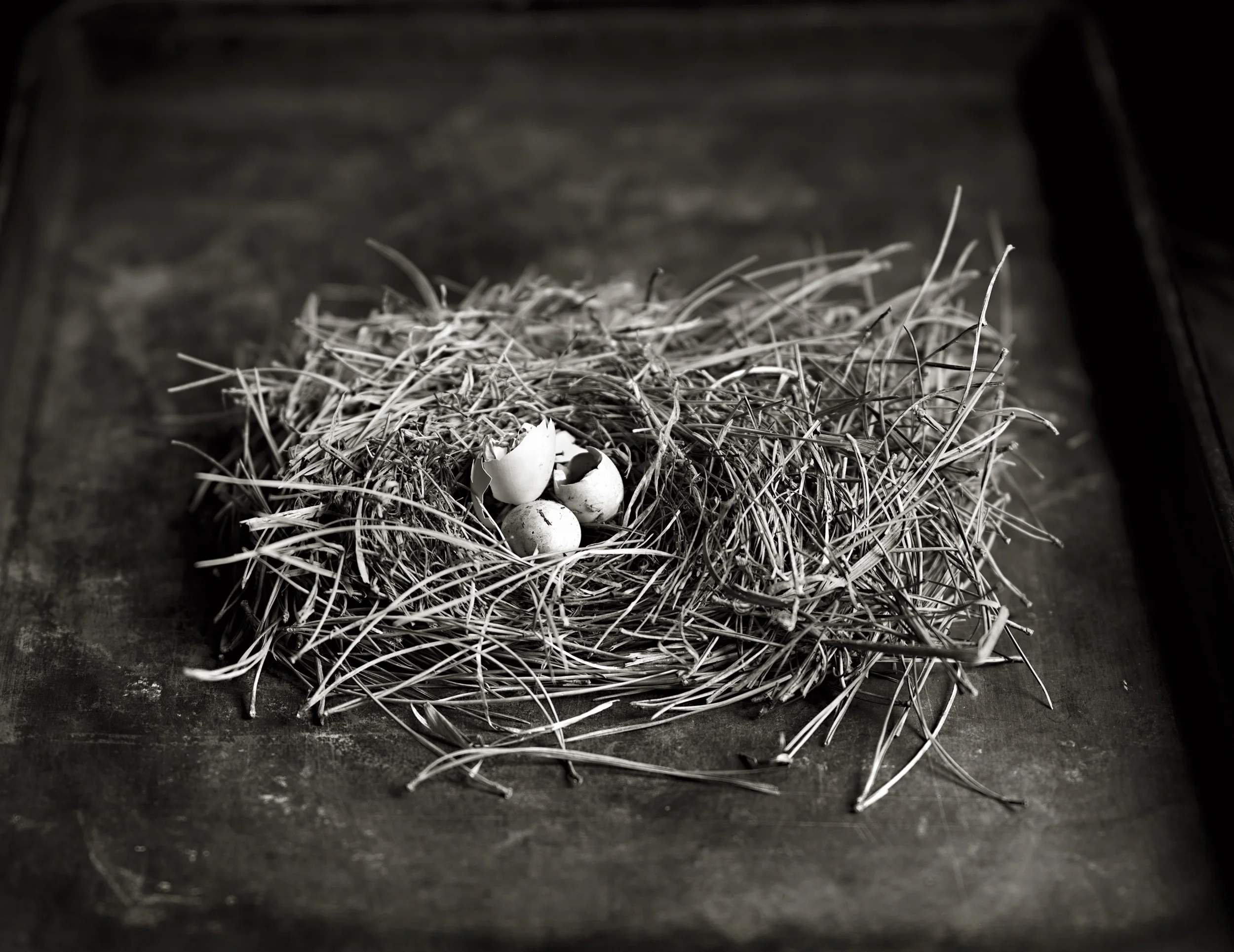 ROBIN’S EGGS