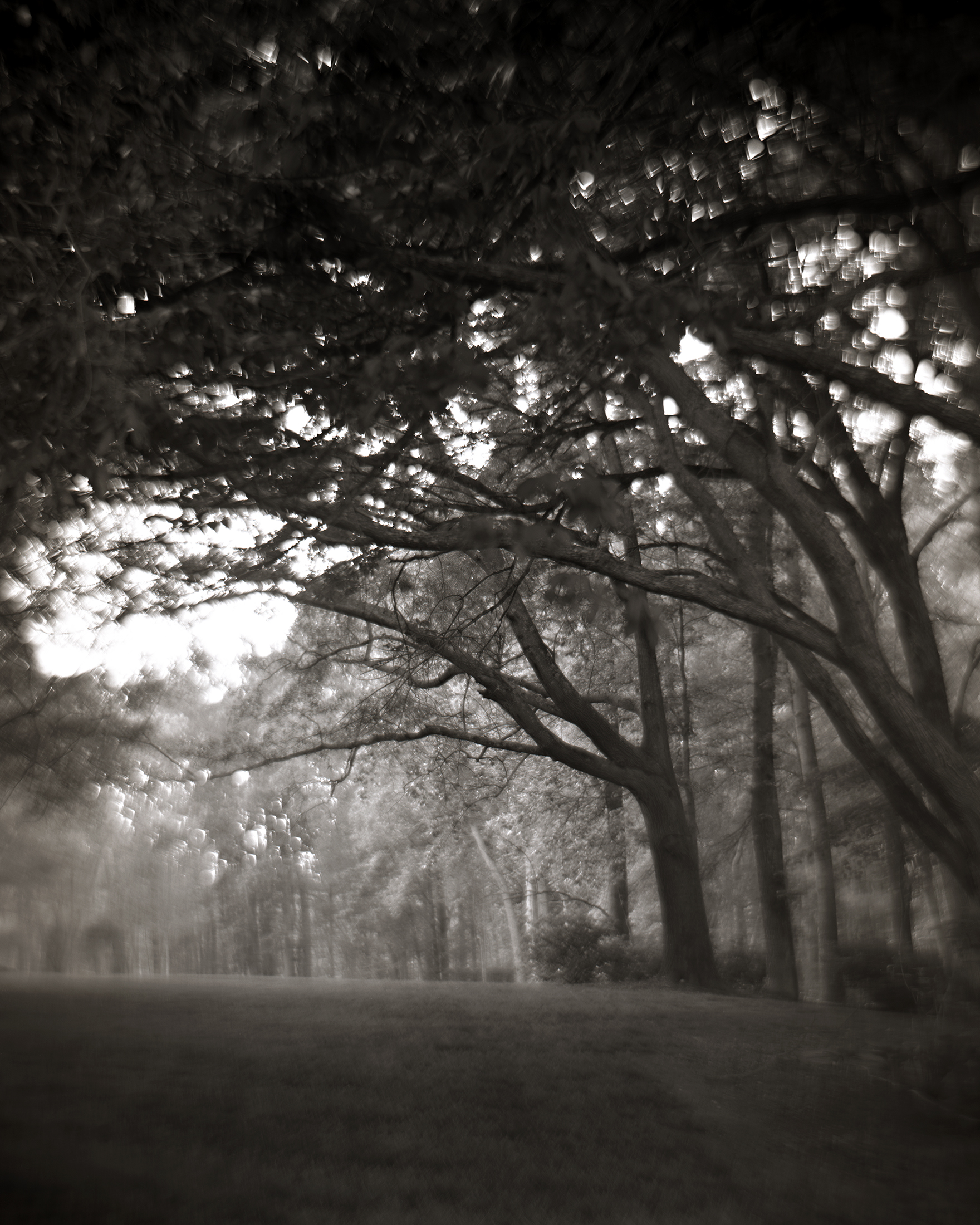  TREES BENDING TOWARDS THE LIGHT, 2016 