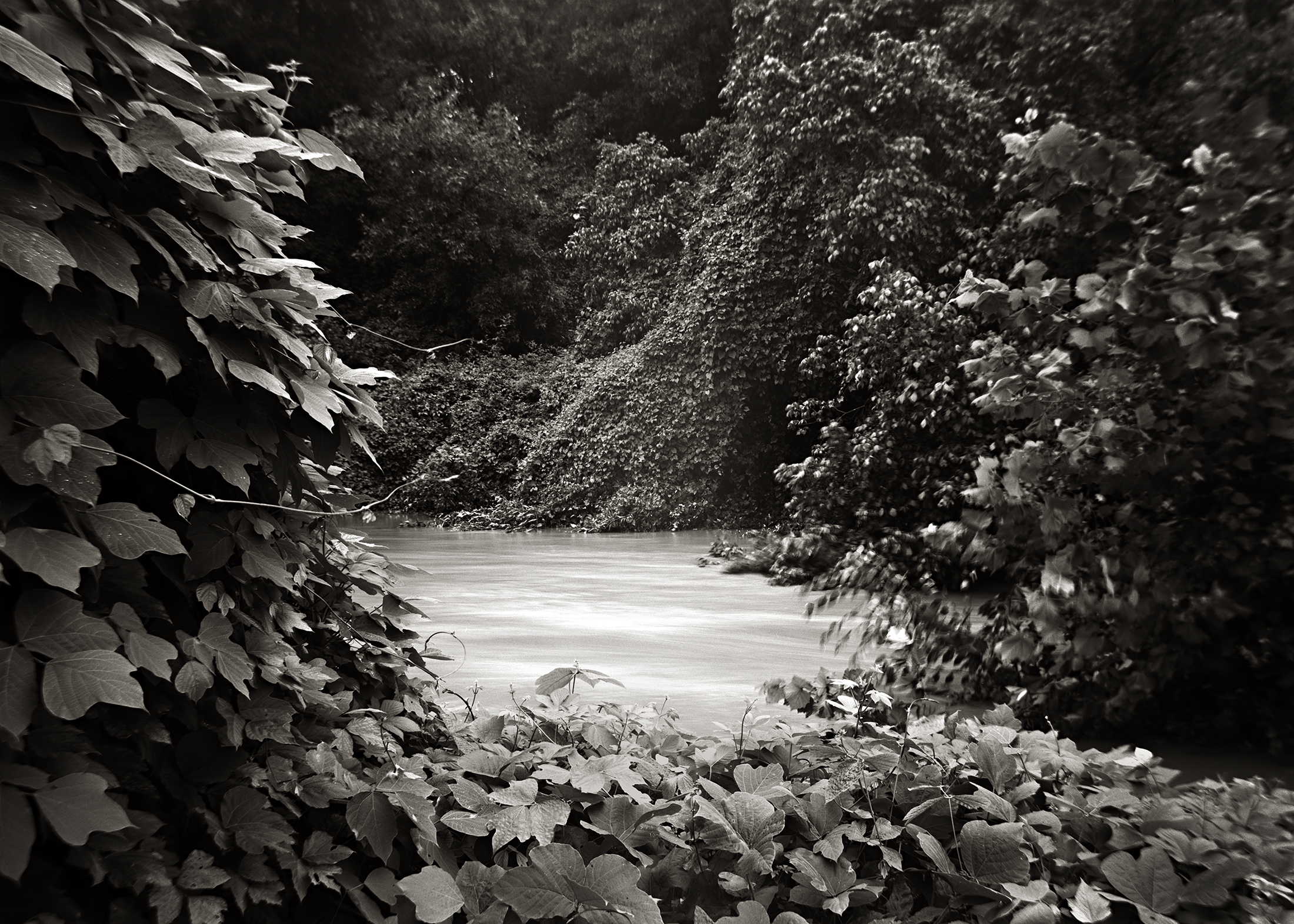  KUDZU, 2008 