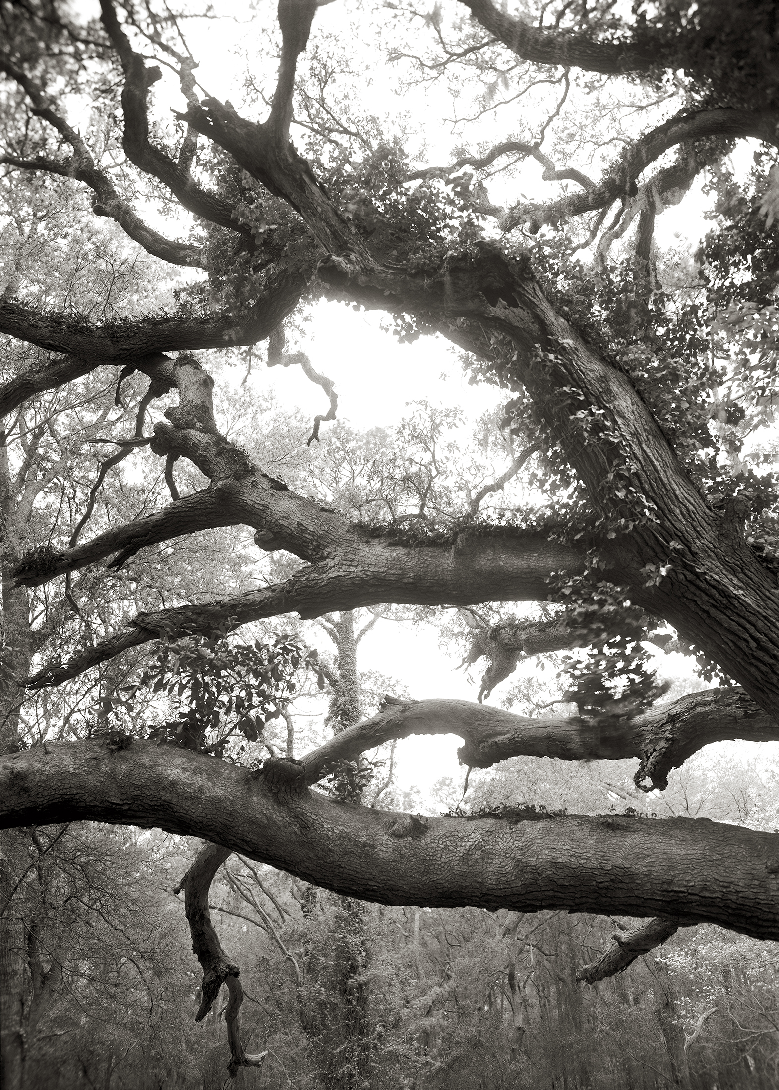  LIMBS, OVER ONE HUNDRED YEARS OLD, 2009 