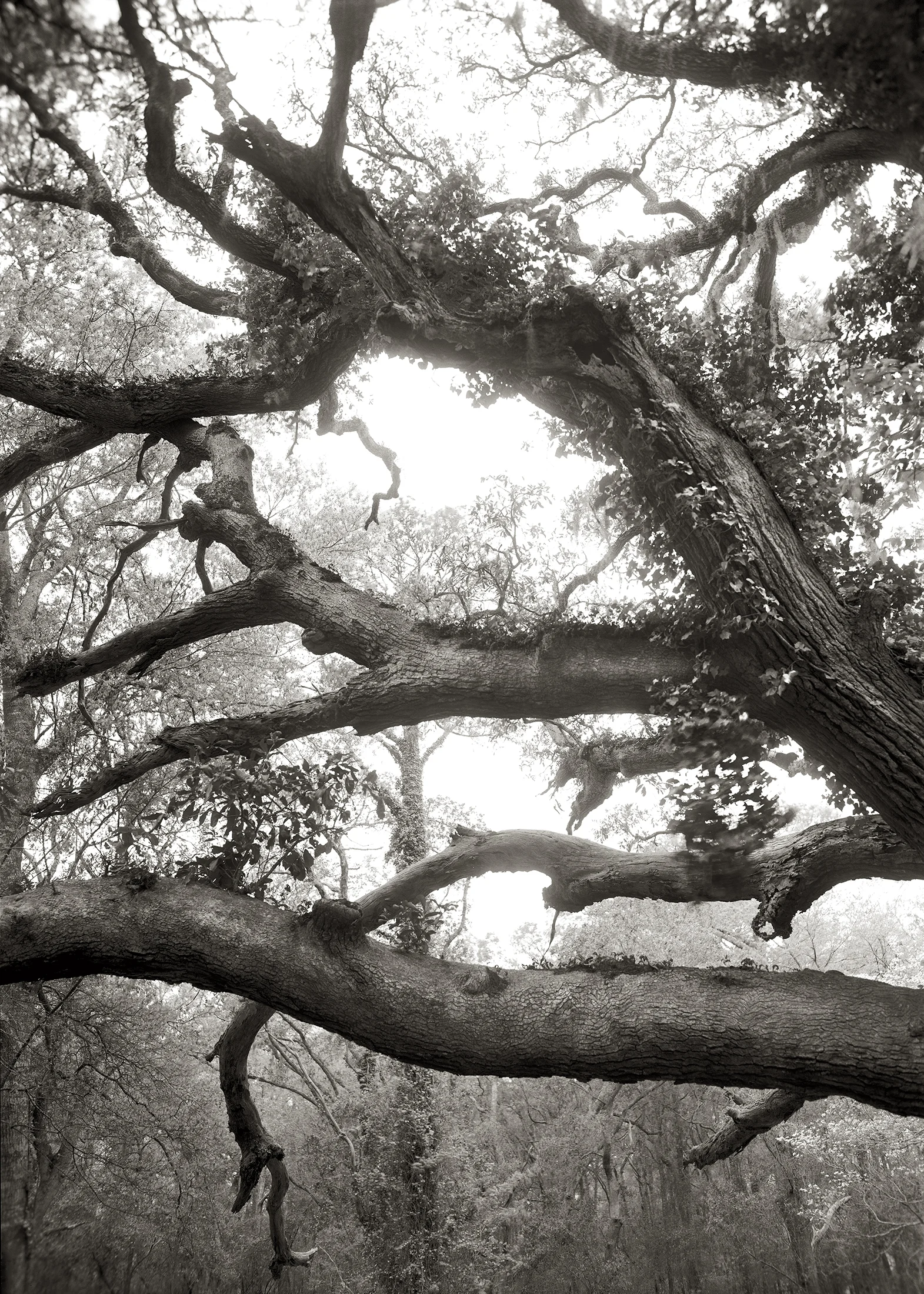 LIMBS, OVER ONE HUNDRED YEARS OLD