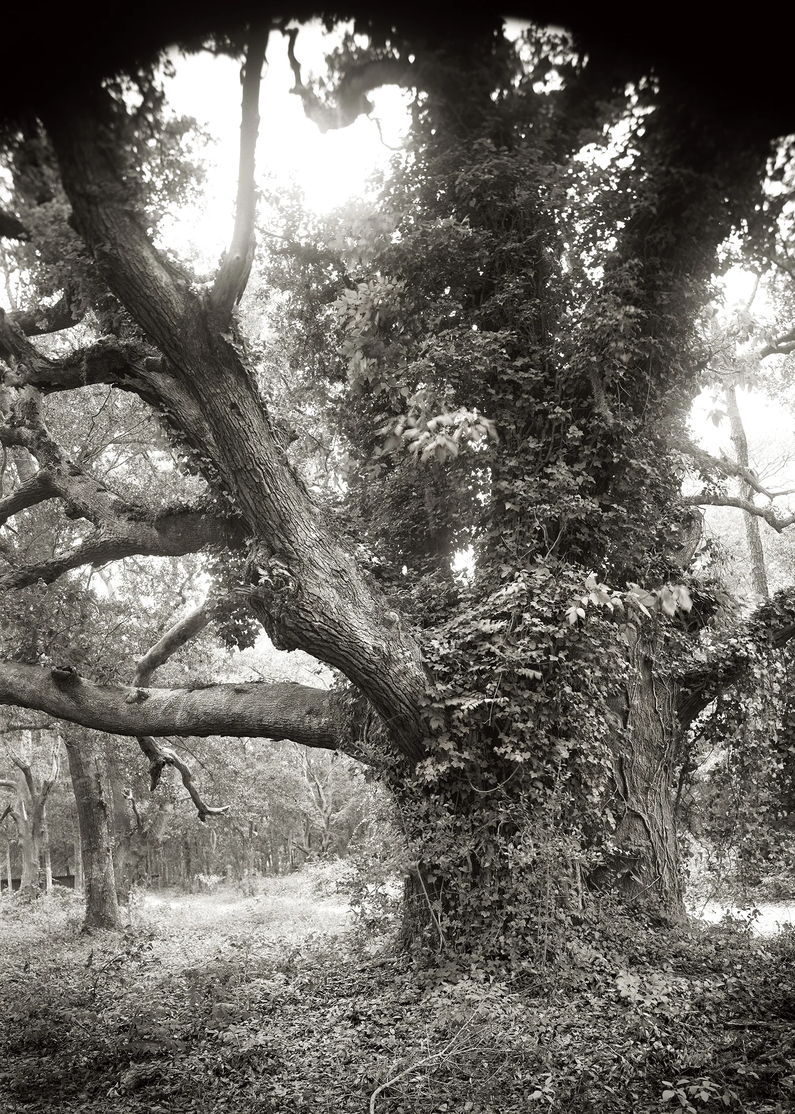 LIVE OAK, II