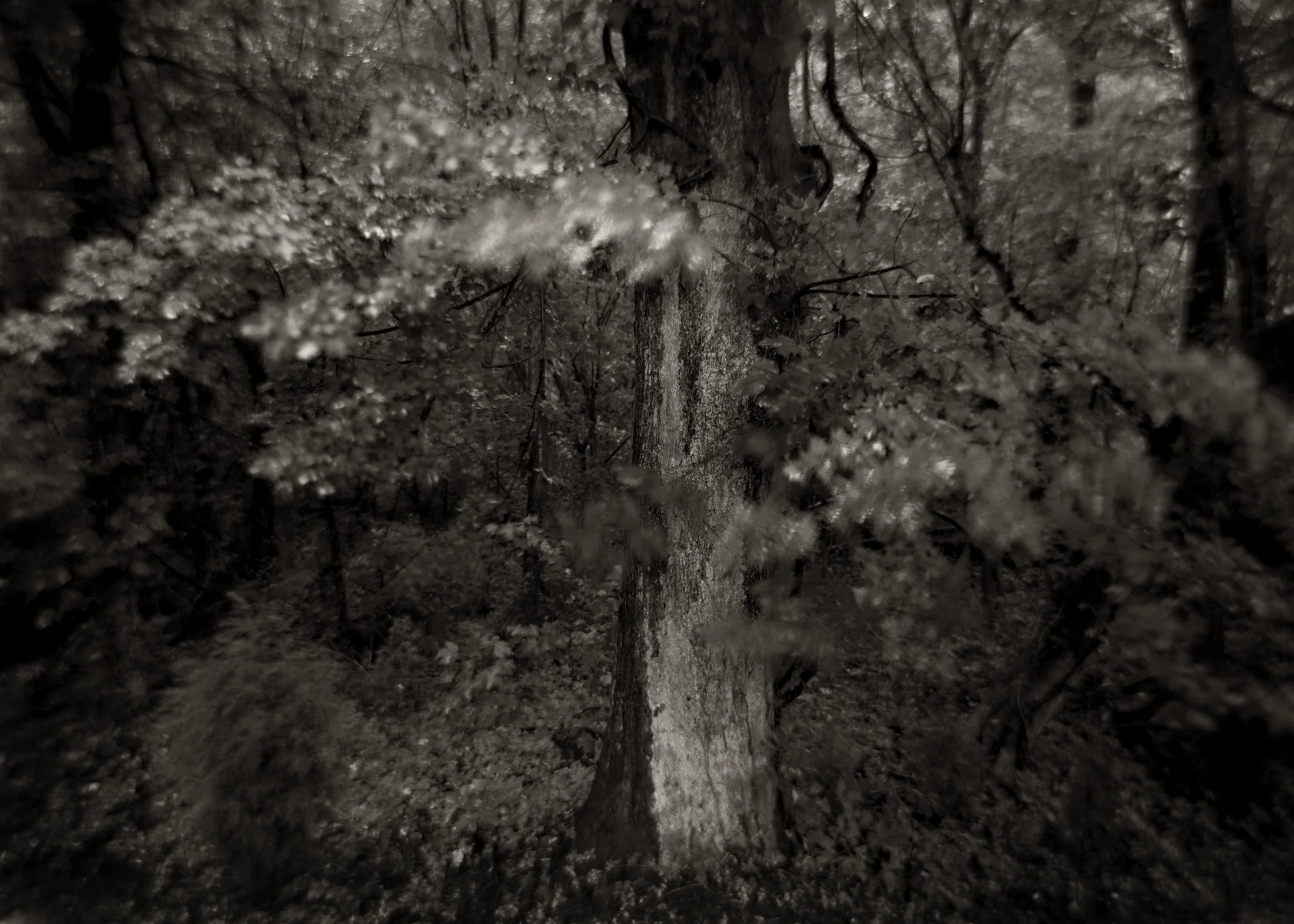 DYING OAK