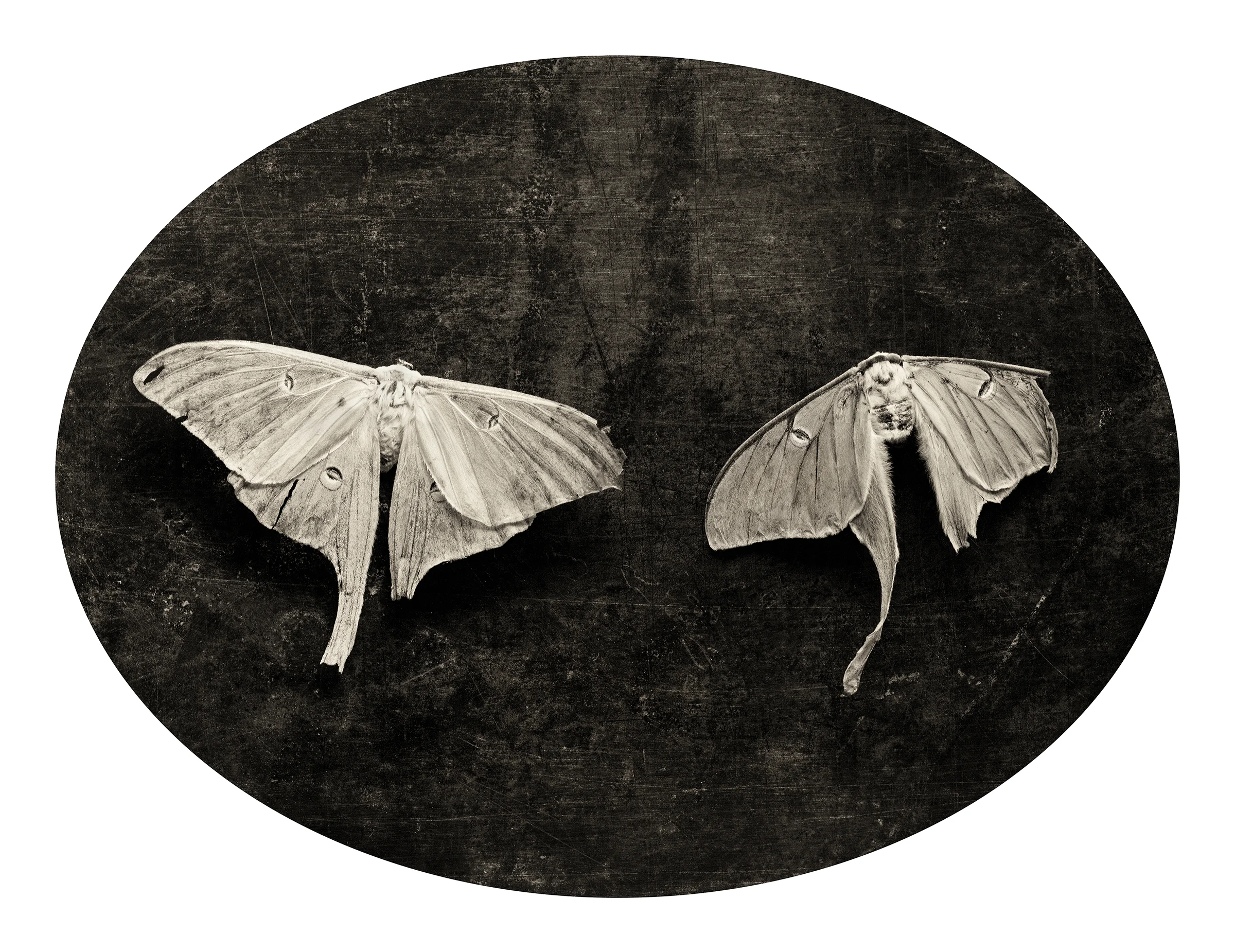 SOULMATE MOTHS