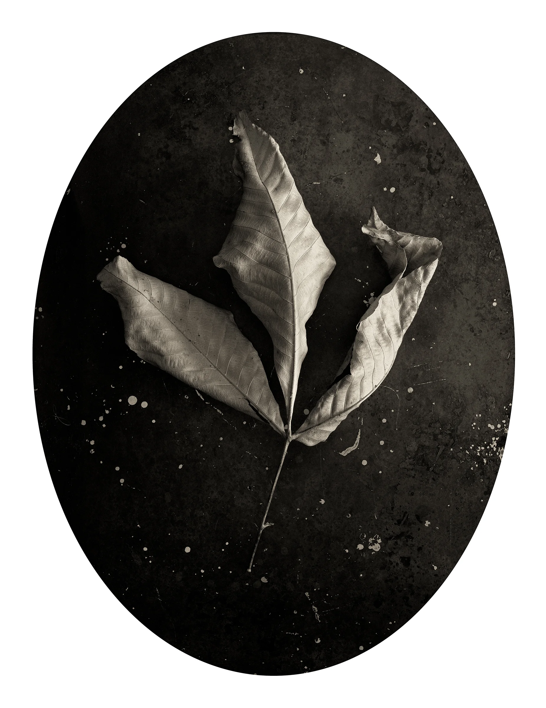 LEAF