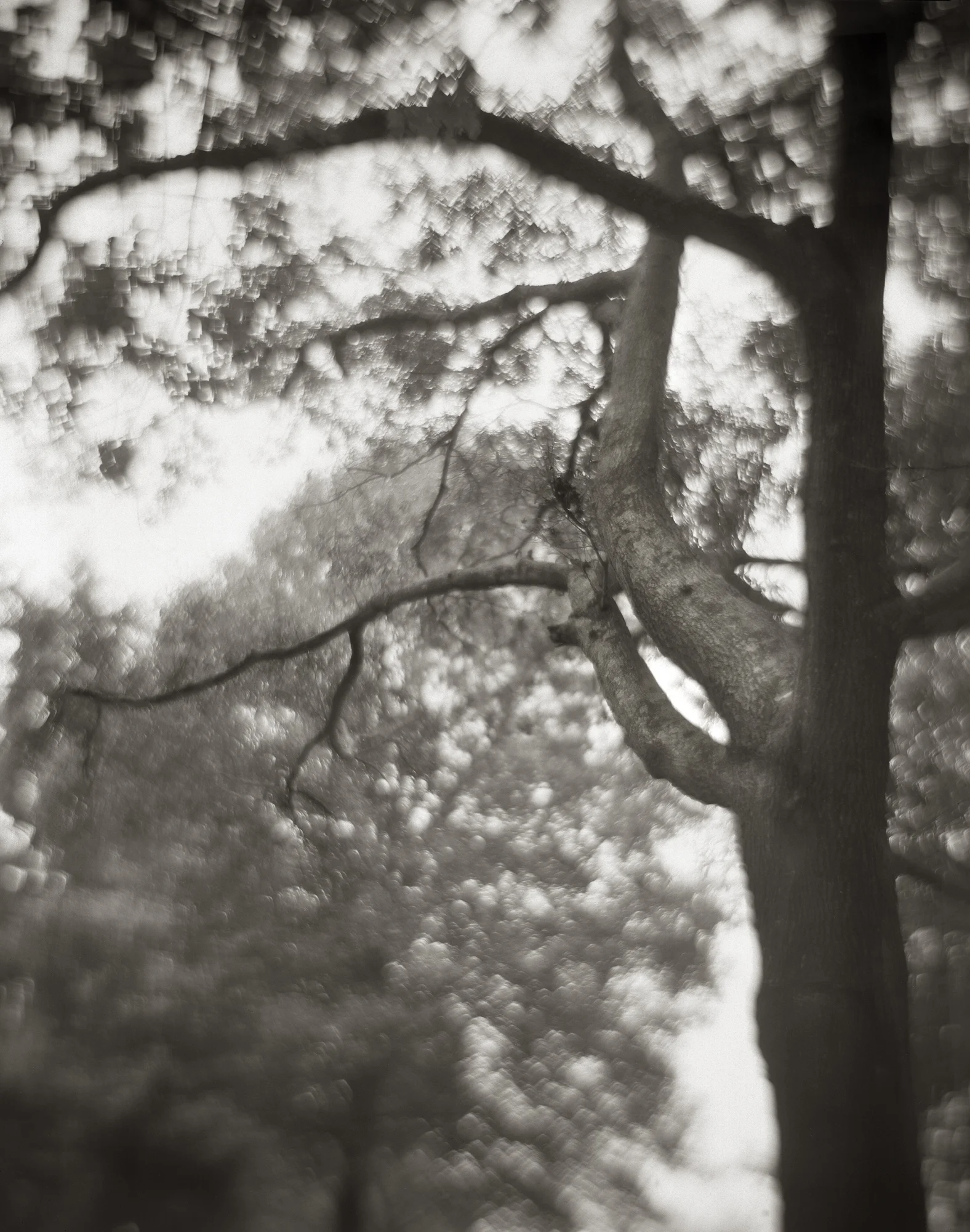 TREE WHICH HELD OUR SWING