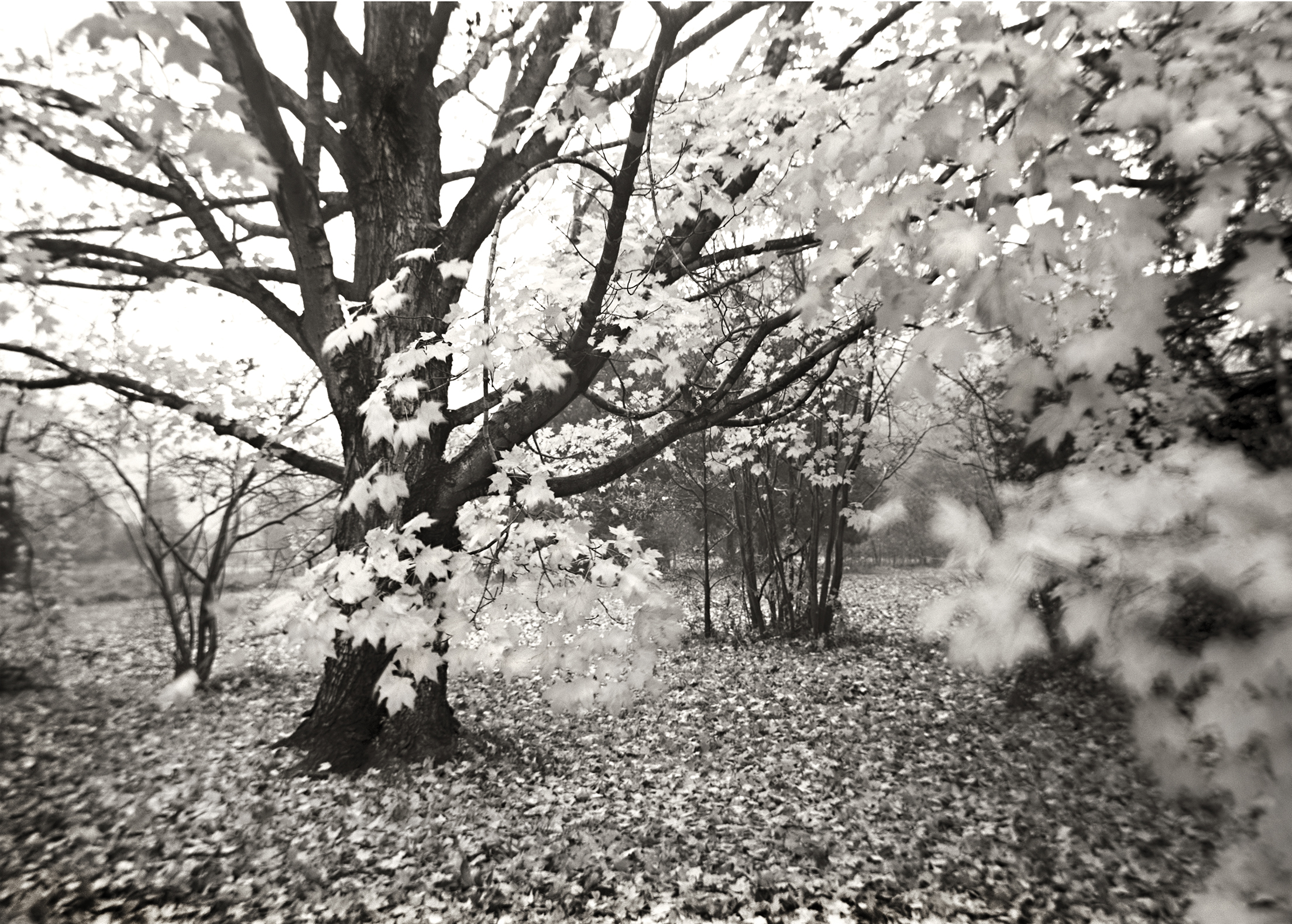  MAPLE TREE, A MOMENT IN TIME, 2007 