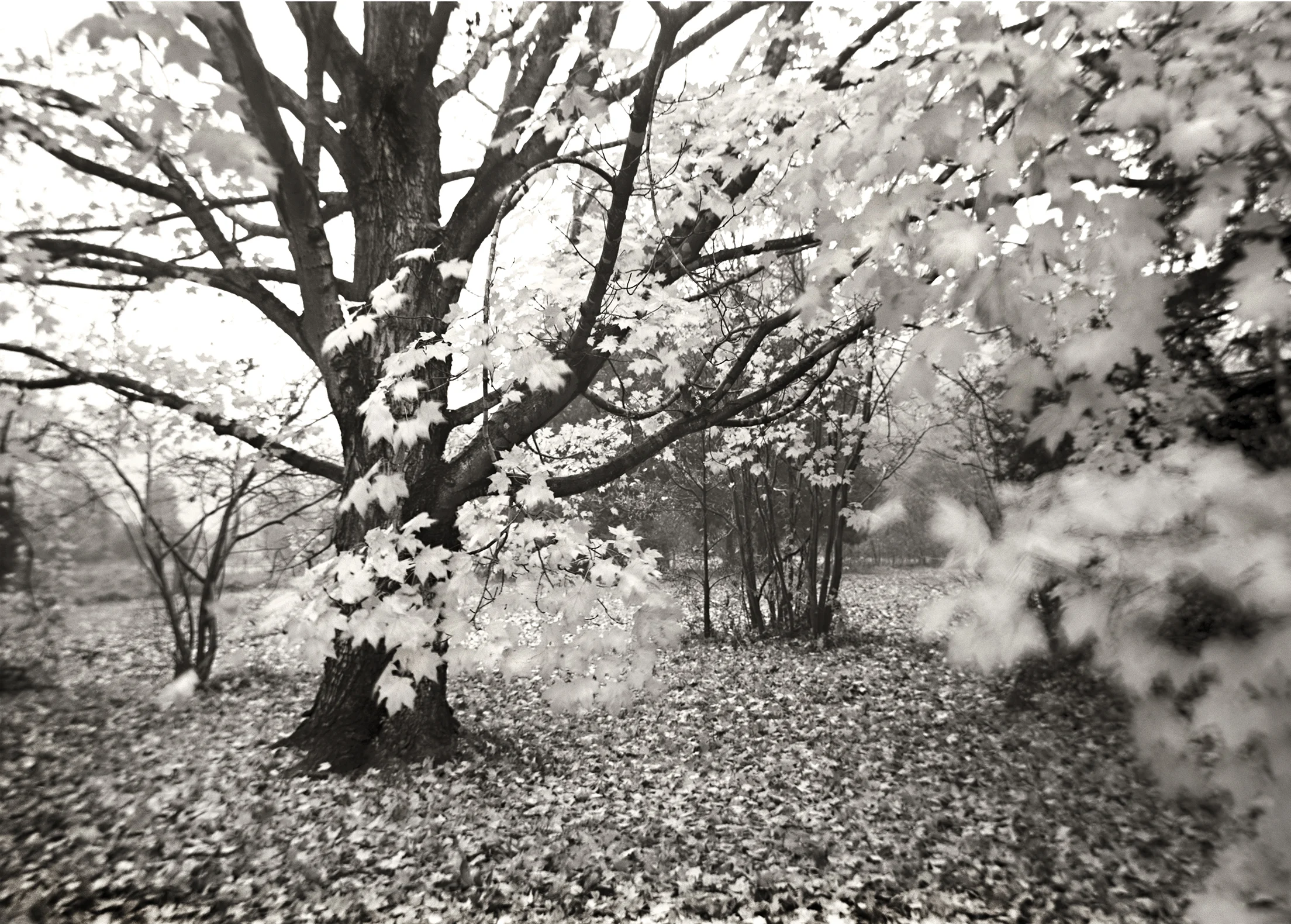 MAPLE TREE, A MOMENT IN TIME