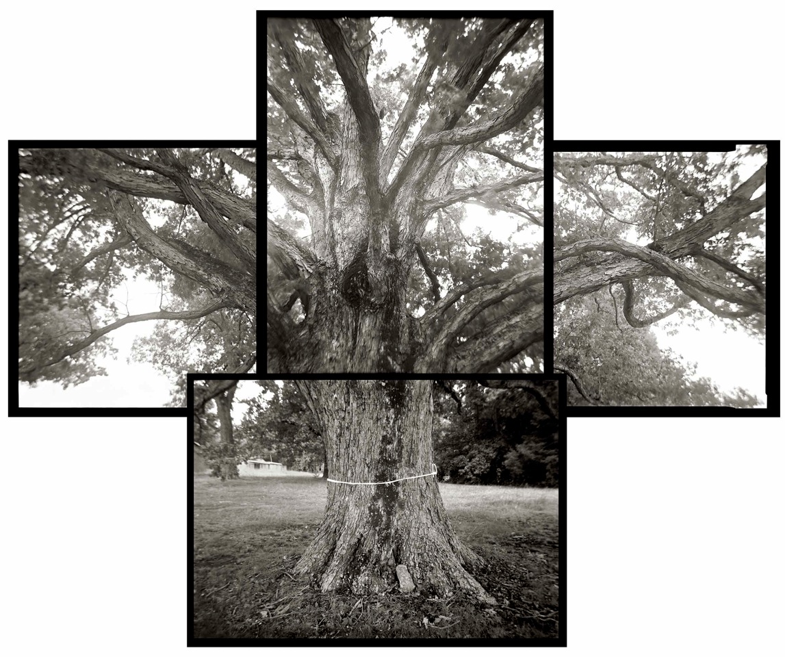 SPARED TREE