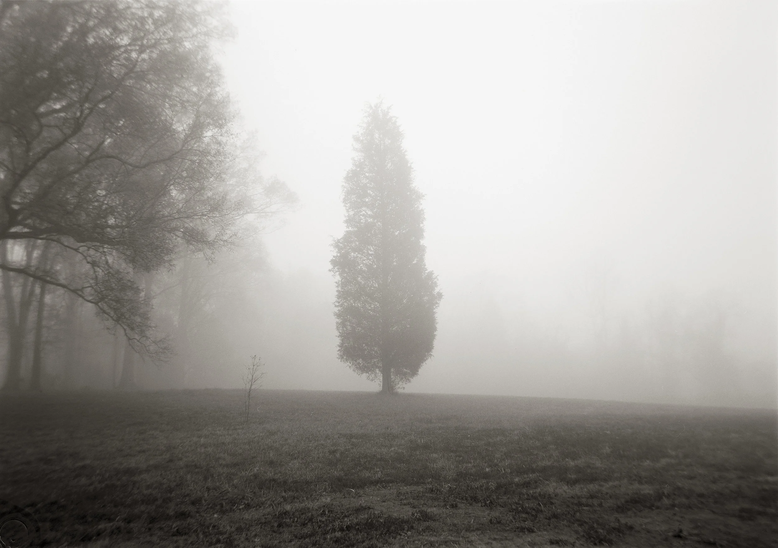 CEDAR TREE