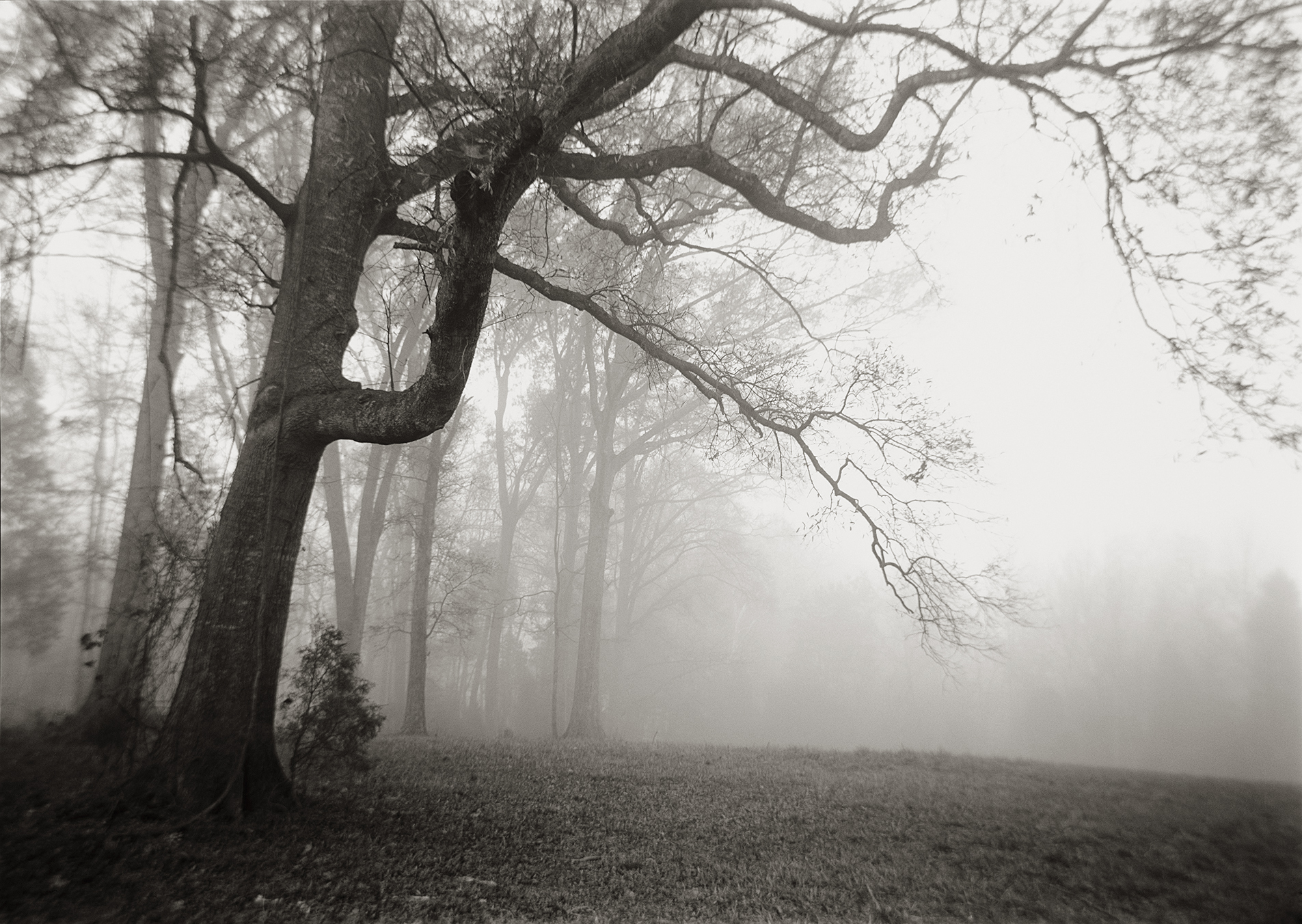  BRANCHES IN FOG, 2007 