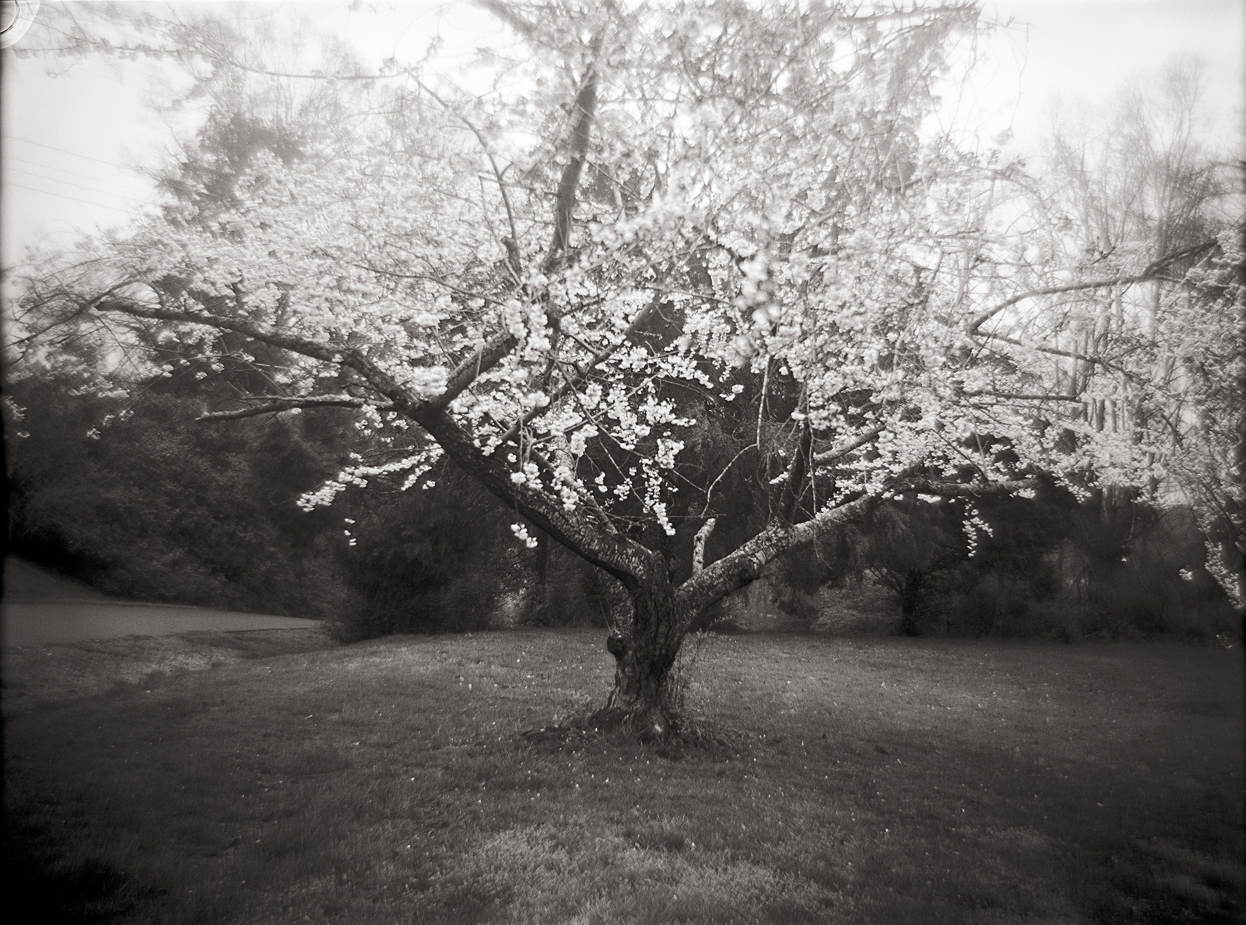 CHERRY TREE, 2003 