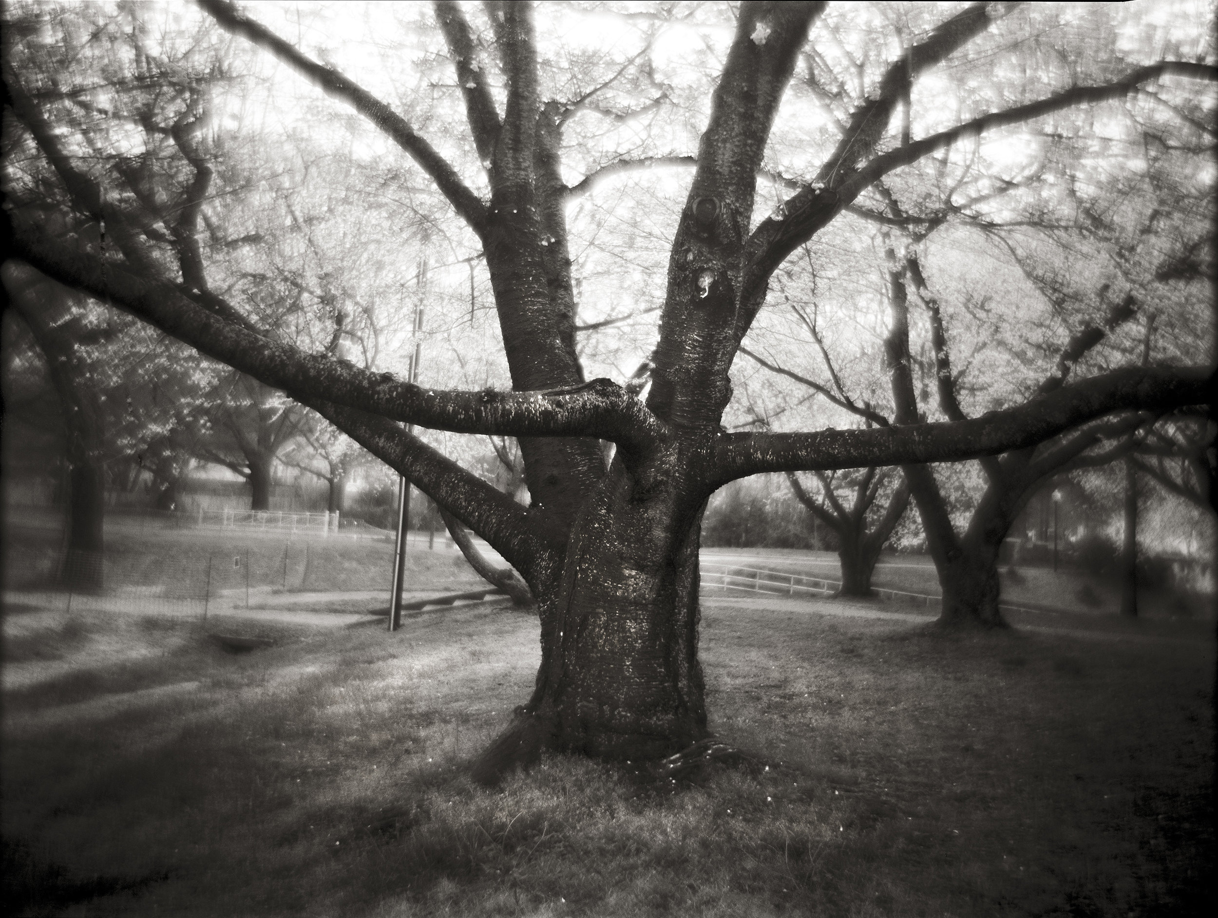  OLD CHERRY TREE, 2003 