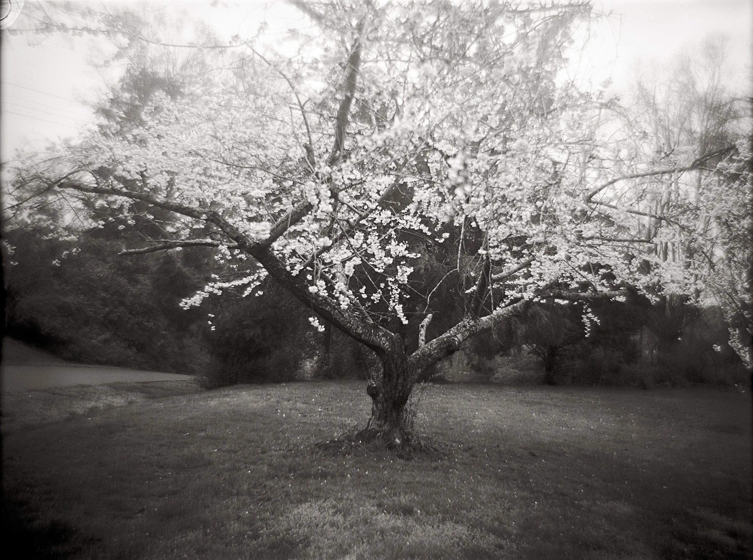 CHERRY TREE
