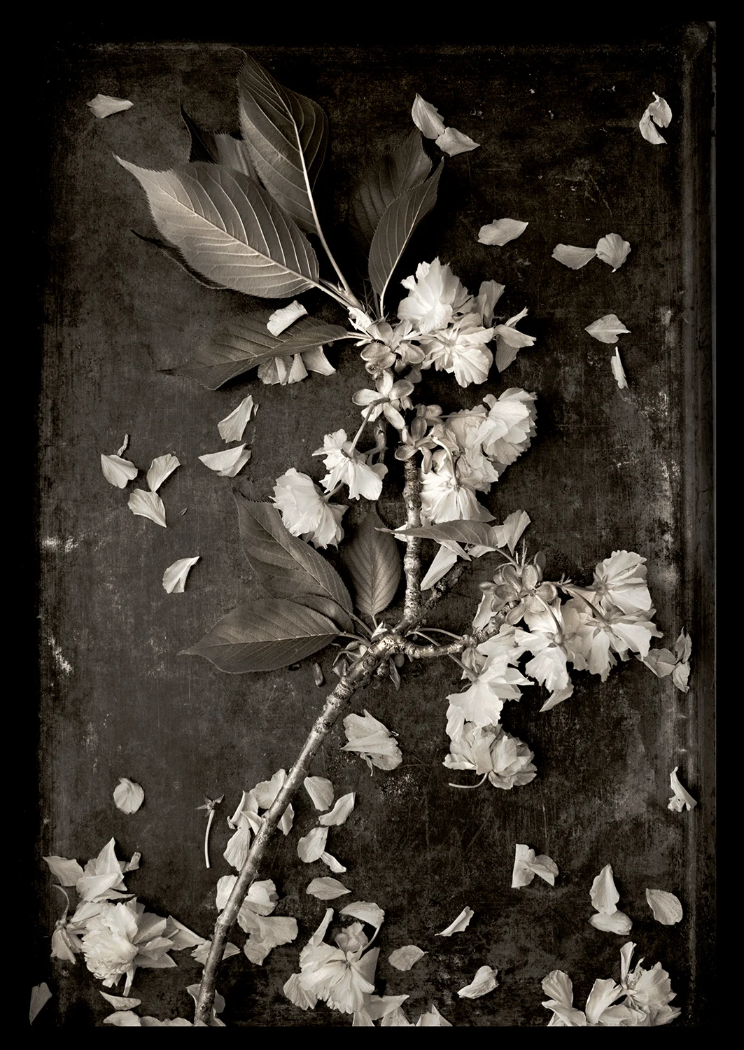 CHERRY TREE BRANCH II, FALLING APART