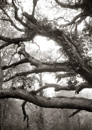 GROUNDED - 200 DPI JPEG Limbs over 100 years old .jpeg