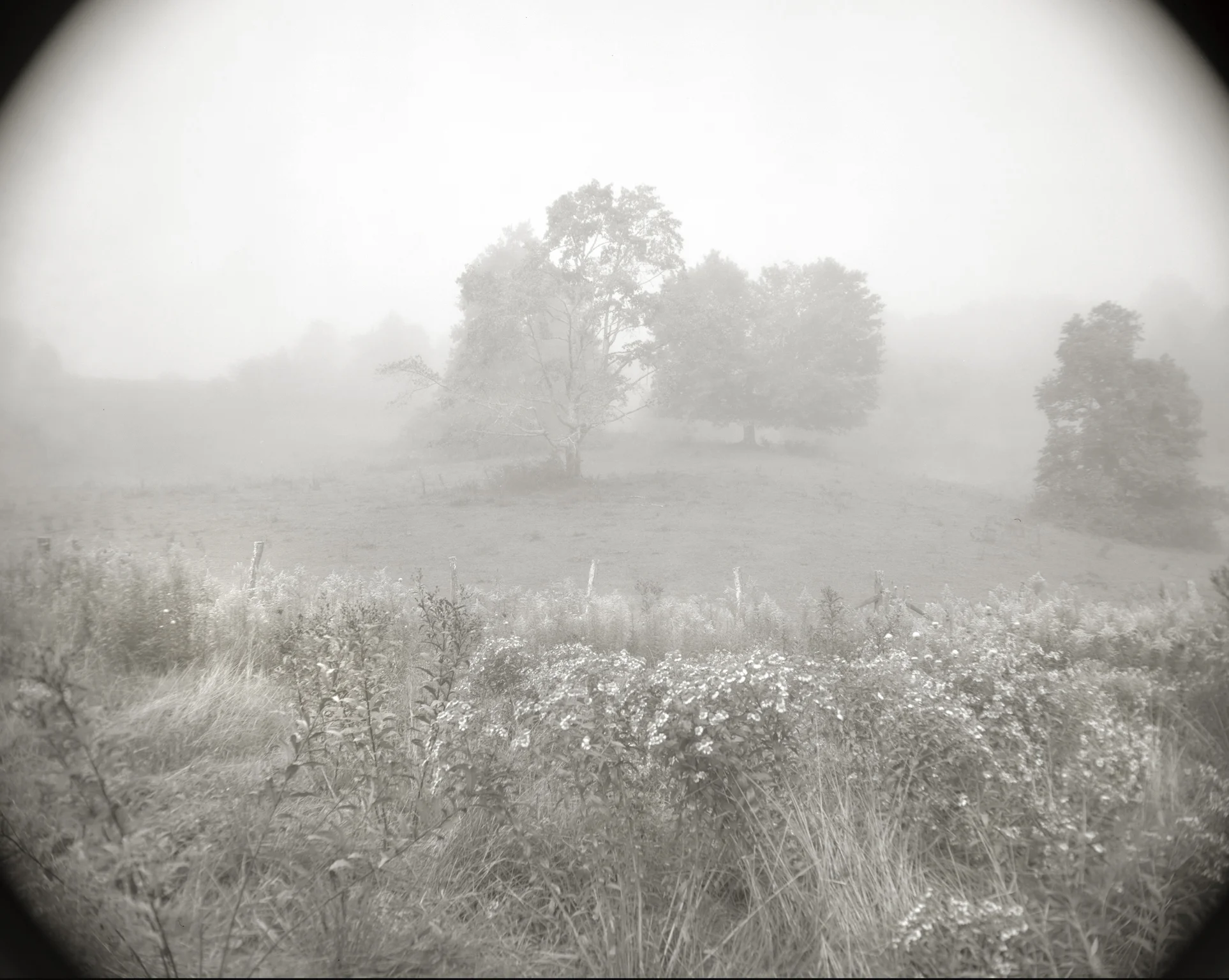 THE CLEARING FROM THEORIES OF WISDOM TONED GELATIN SILVER PHOTOGRAPH