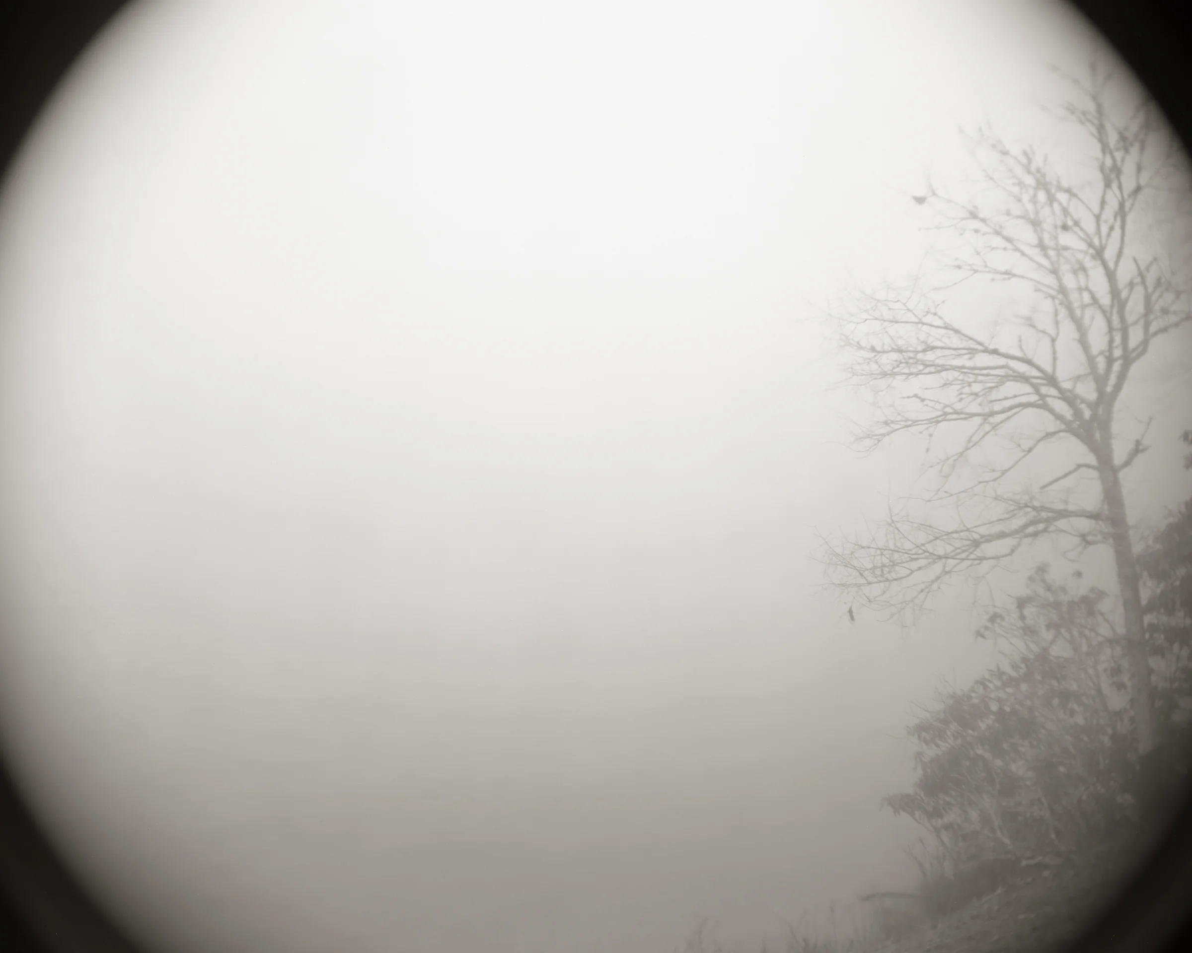 WHERE SONGBIRDS COMPOSE THEIR BALLADS FROM THEORIES OF WISDOM TONED GELATIN SILVER PHOTOGRAPH