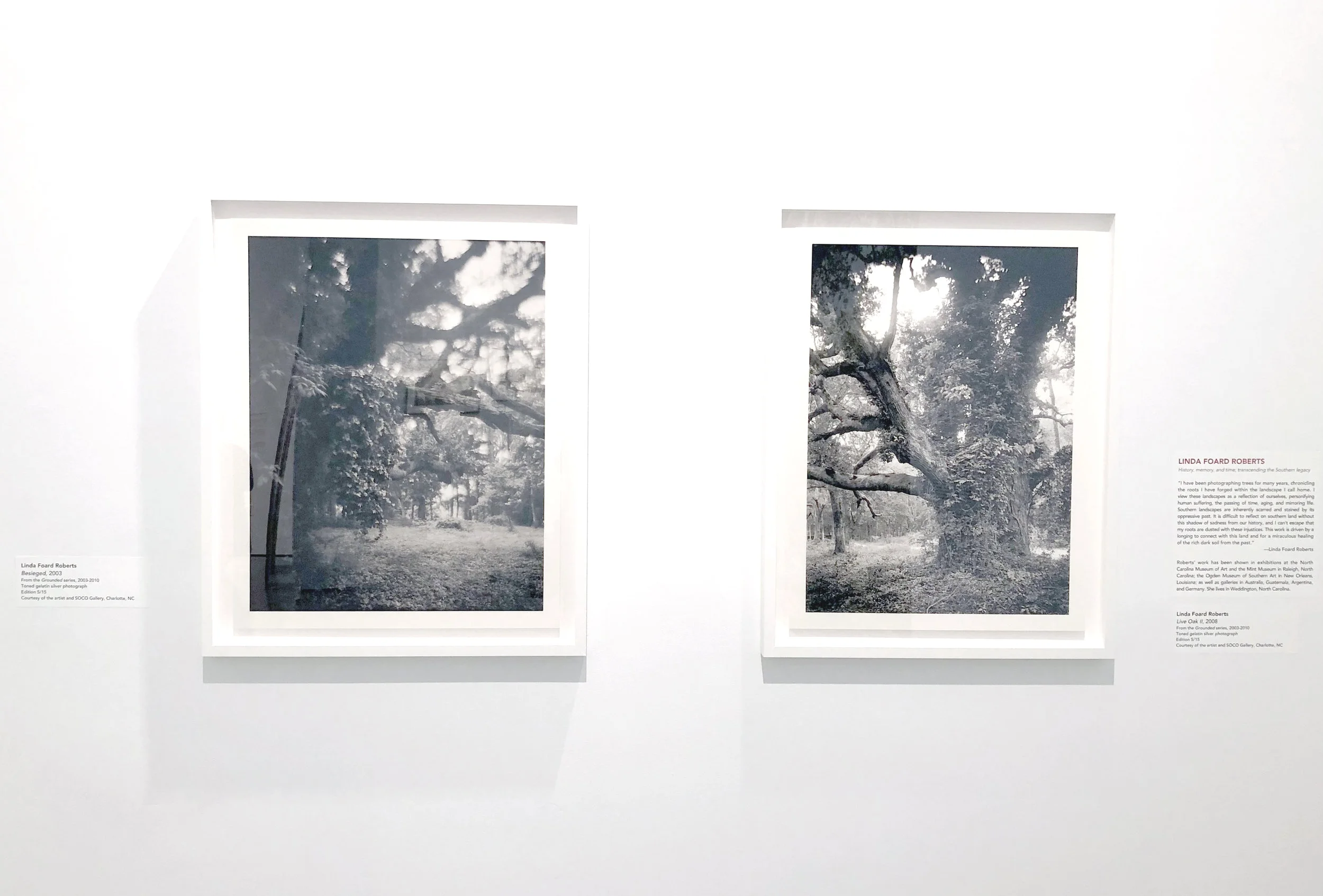 MOSS FINE ARTS CENTER, VIRGINIA TECH ARBOREAL CURATED BY MARGO CRUTCHFIELD