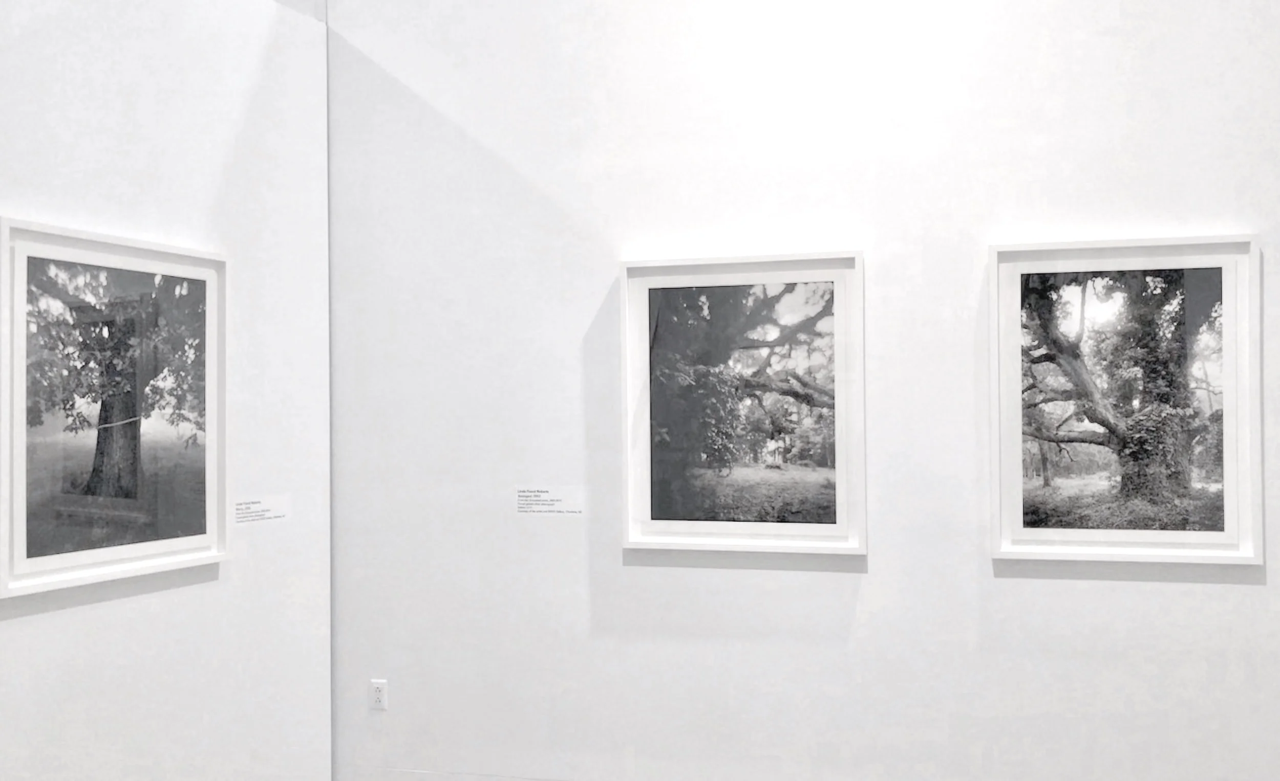 MOSS FINE ARTS CENTER, VIRGINIA TECH ARBOREAL CURATED BY MARGO CRUTCHFIELD