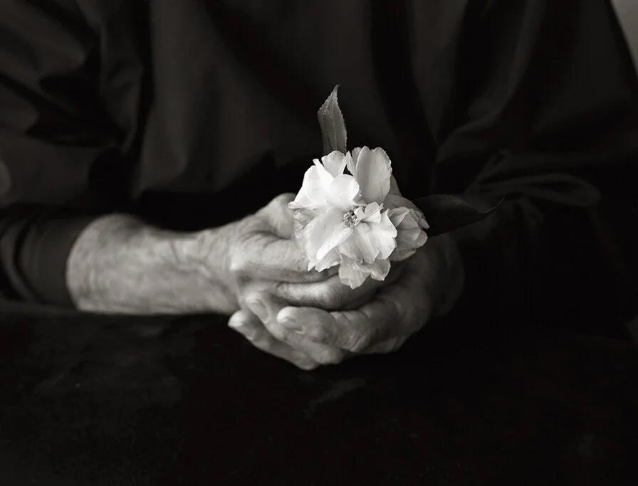  MY FATHER, camellia from the garden 
