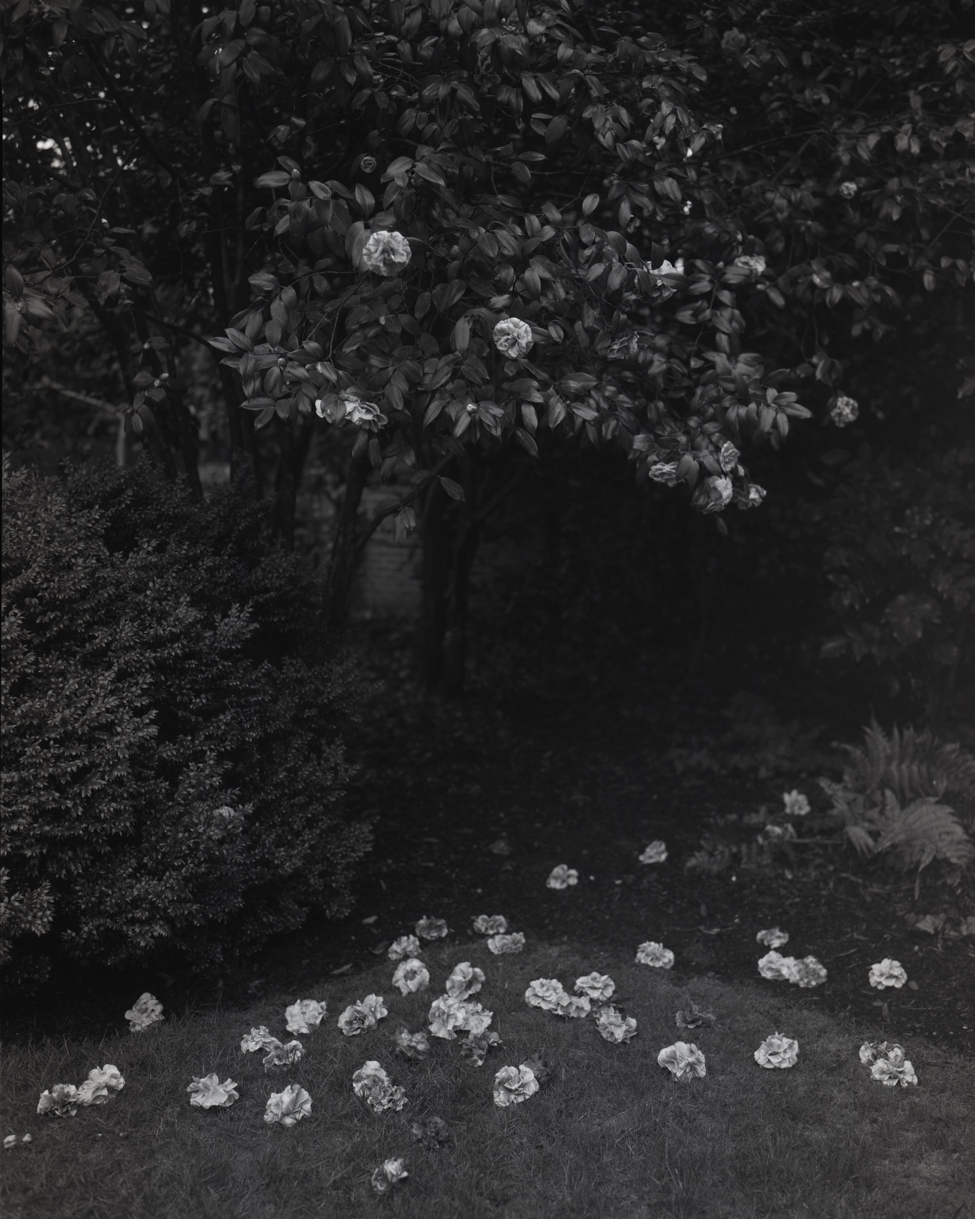  CAMELLIAS AFTER DUSK, 2022  PLATINUM PALLADIUM PRINT 