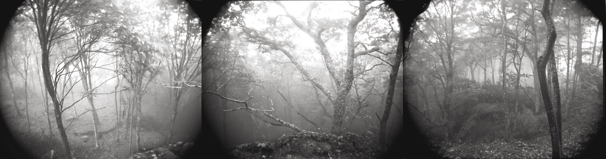  FOREST IN THE CLOUDS     