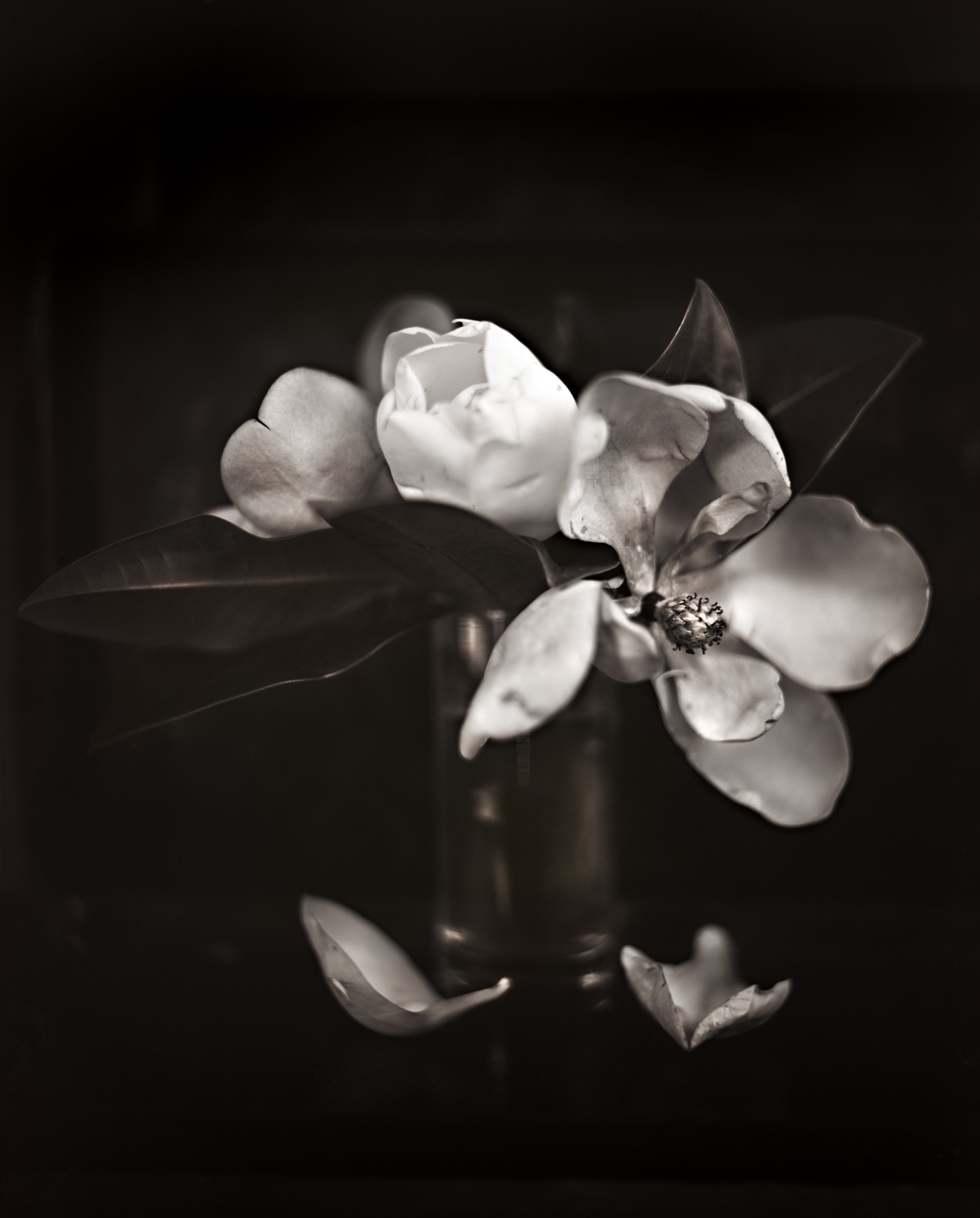  MAGNOLIA, first blooms, 2016 