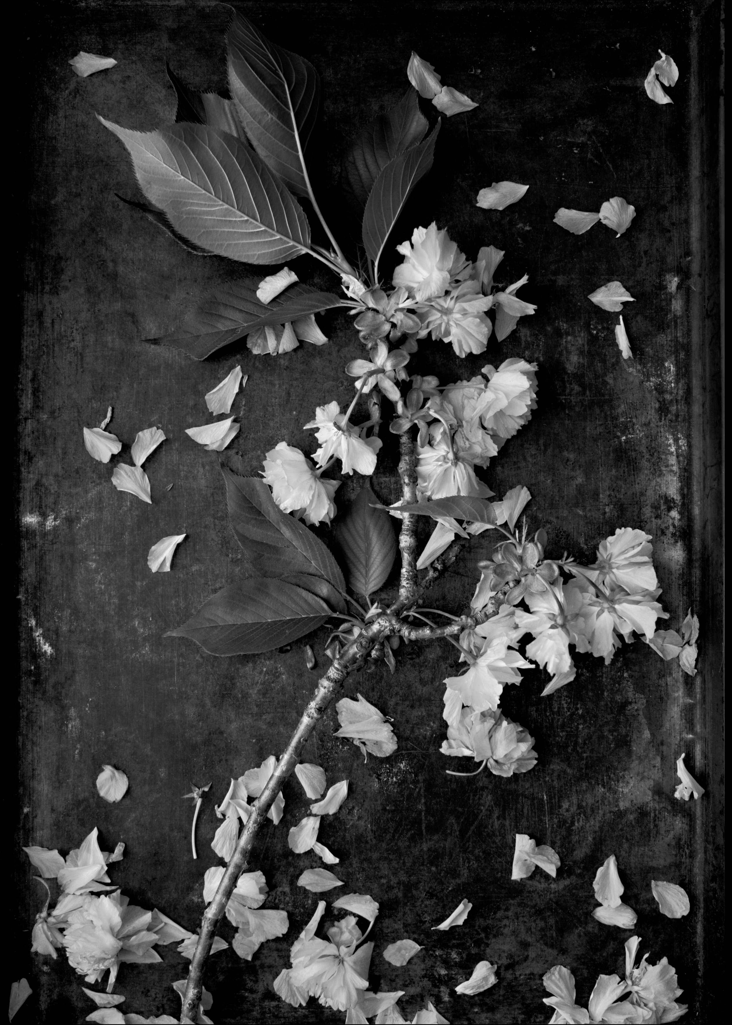 Cherry Tree Branch