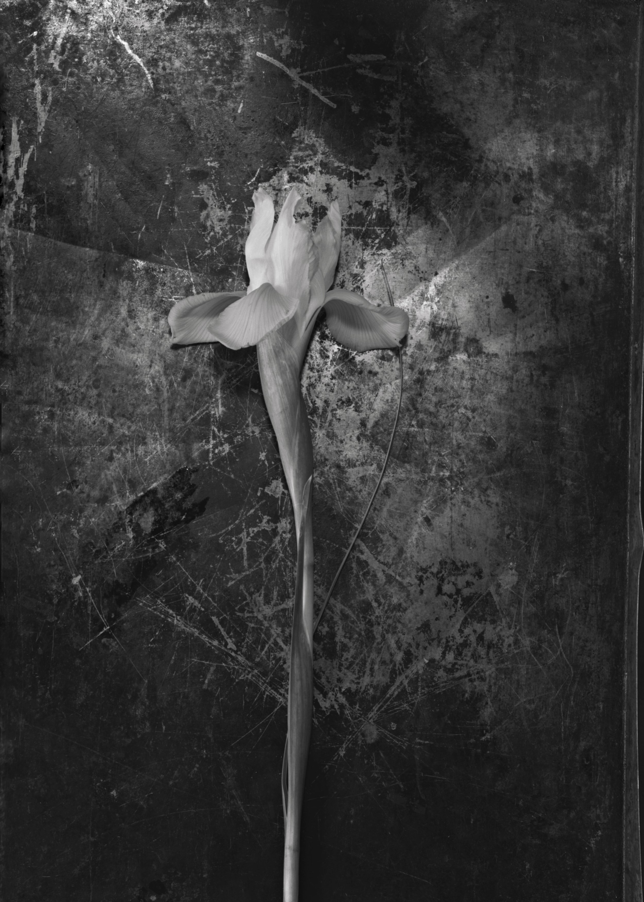 Iris