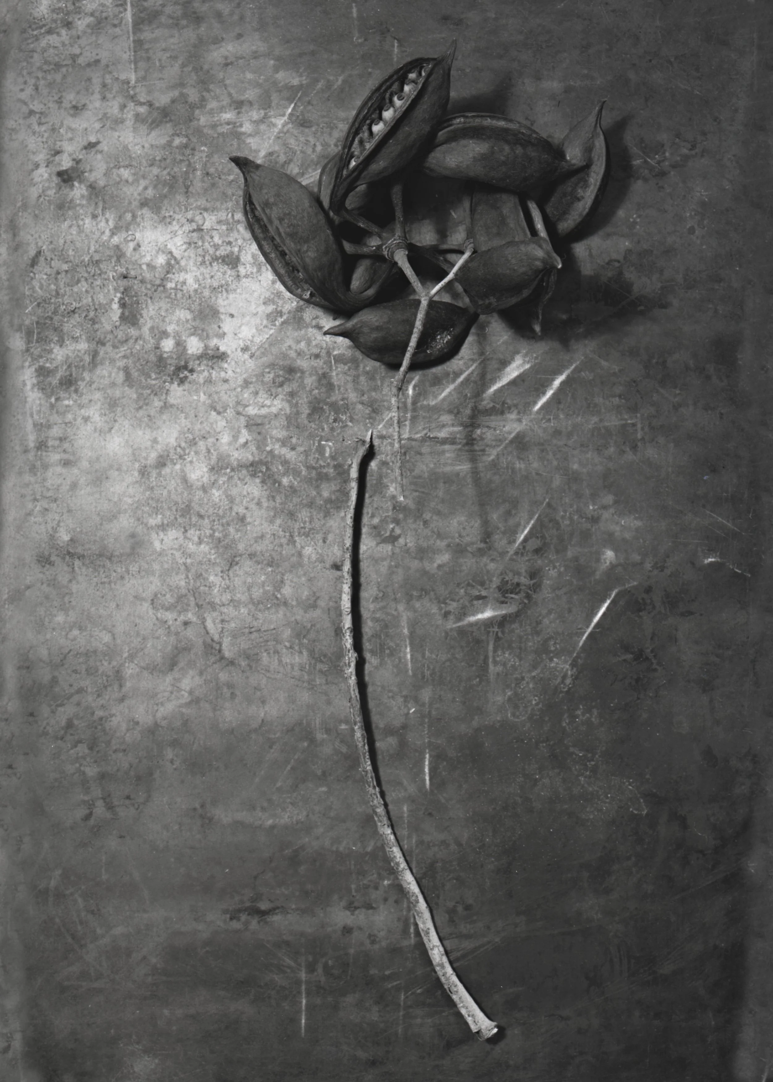 Seedpod