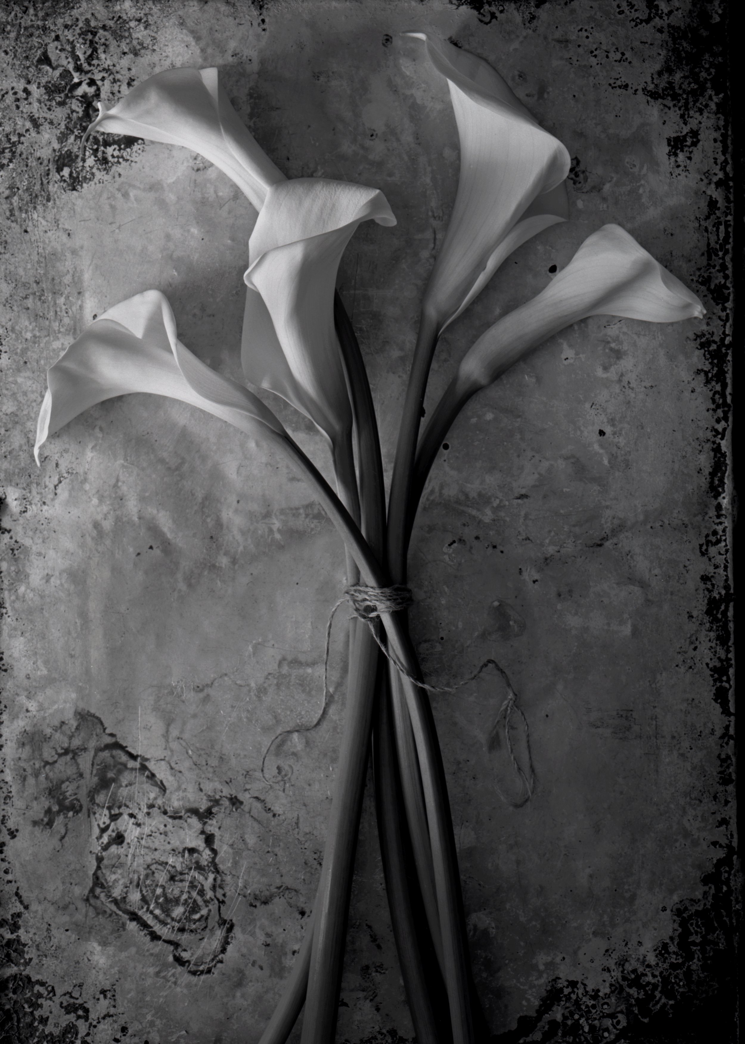 Calle Lilies