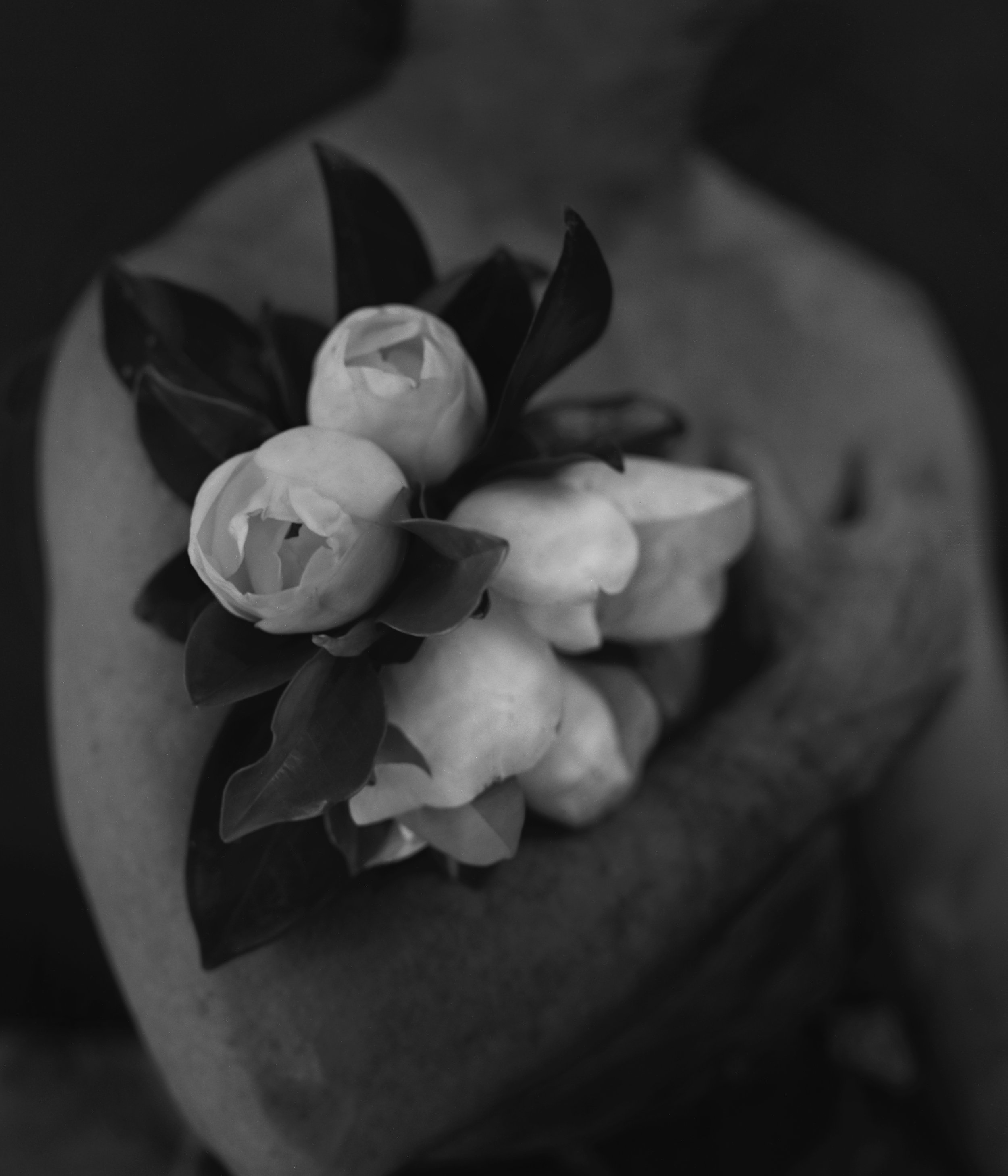  MAGNOLIA GRANDIFLORA  Gelatin Silver Photograph 