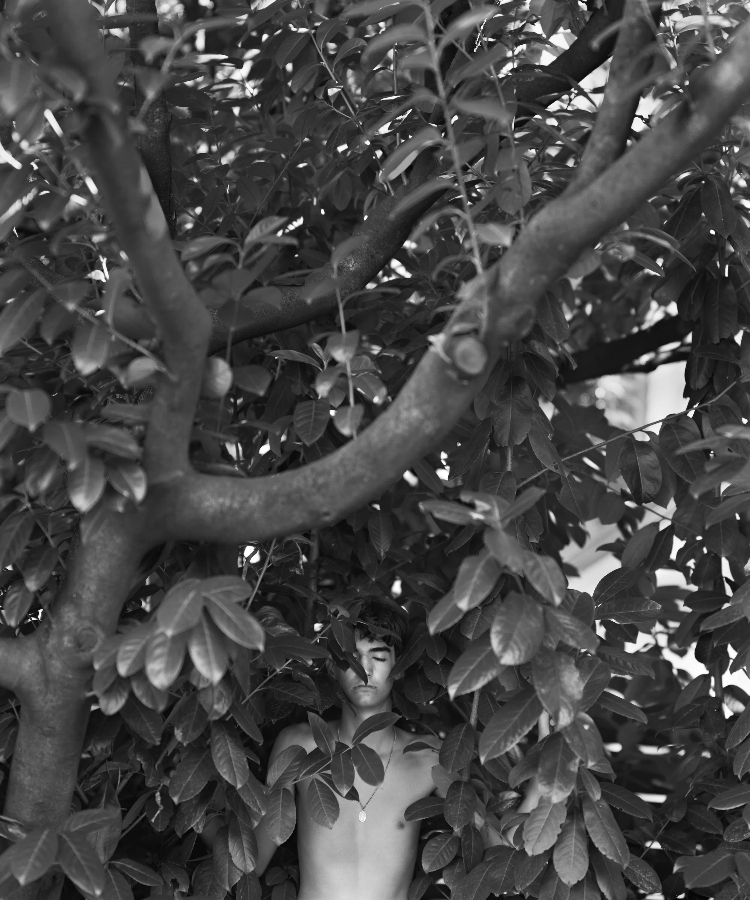  TRUMAN IN THE LAUREL  Gelatin Silver Photograph 