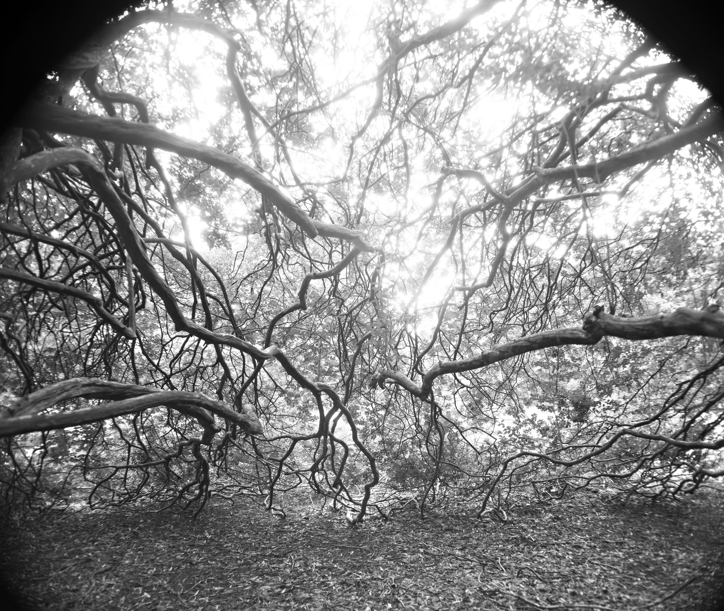  THE MINGLING  Gelatin Silver Photograph 