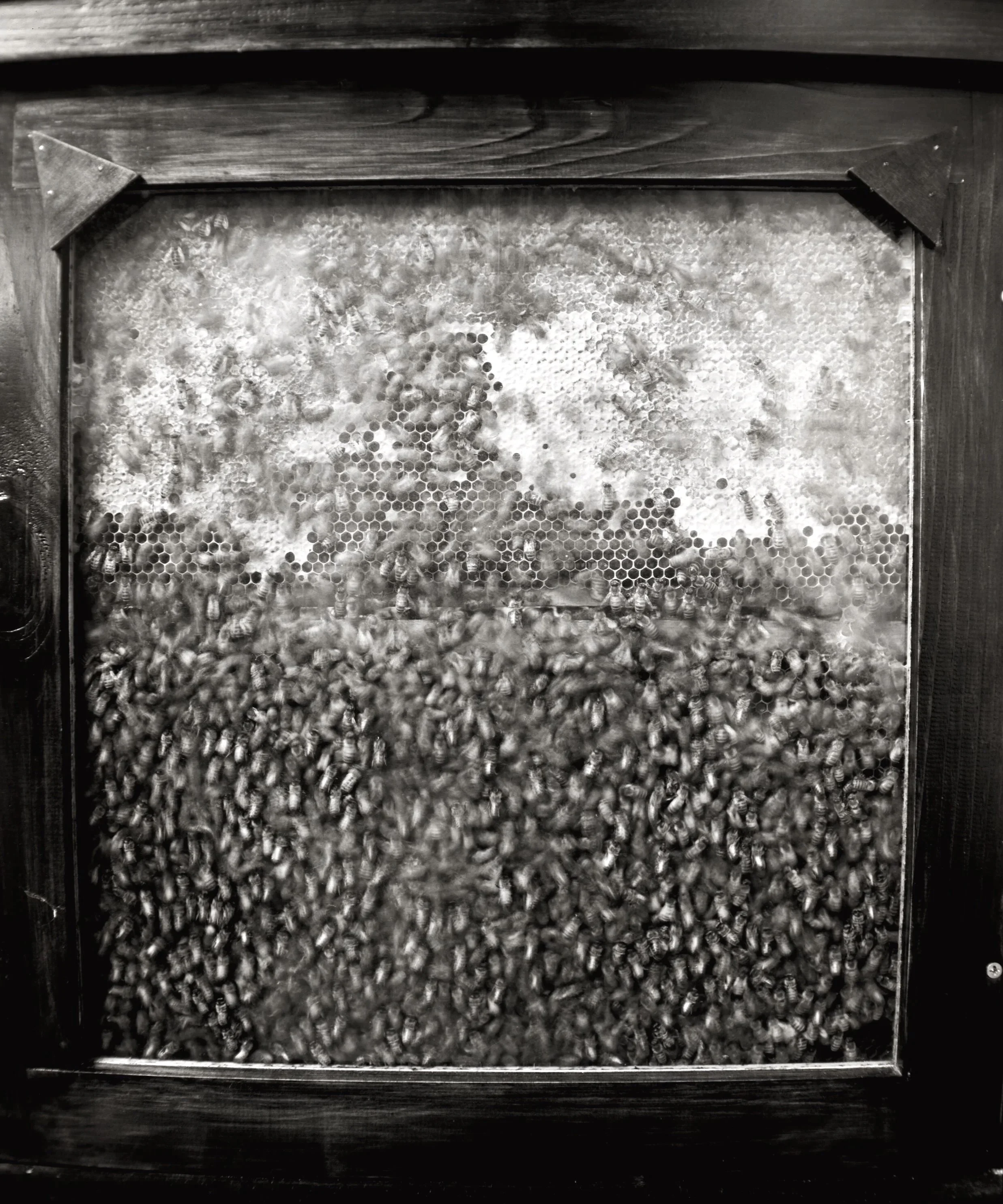  SMALL MIRACLES  Gelatin Silver Photograph 