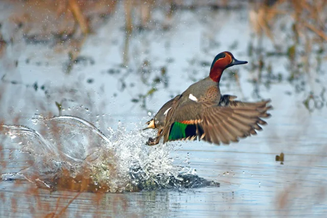 Teal in Flight - Stephen Kirkpatrick ©