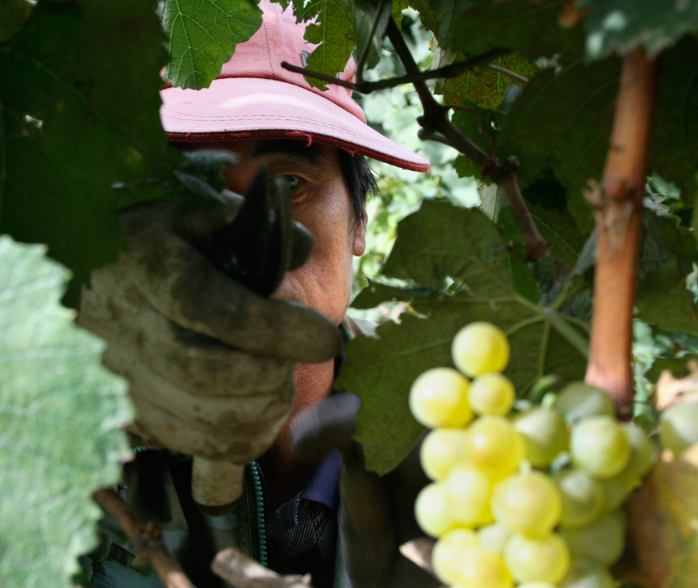 Picking grapes at Des Champs