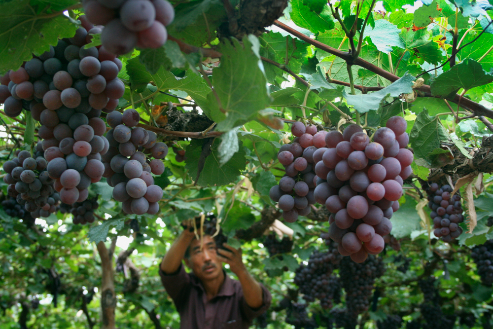 Picking overhanging grapes