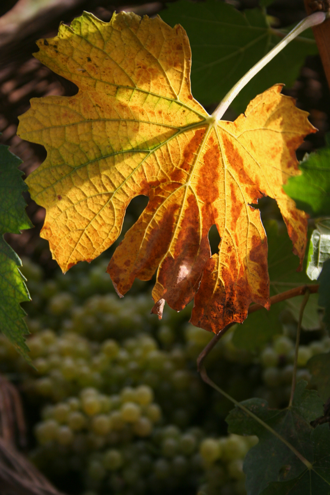 Leaf at Des Champs vineyards