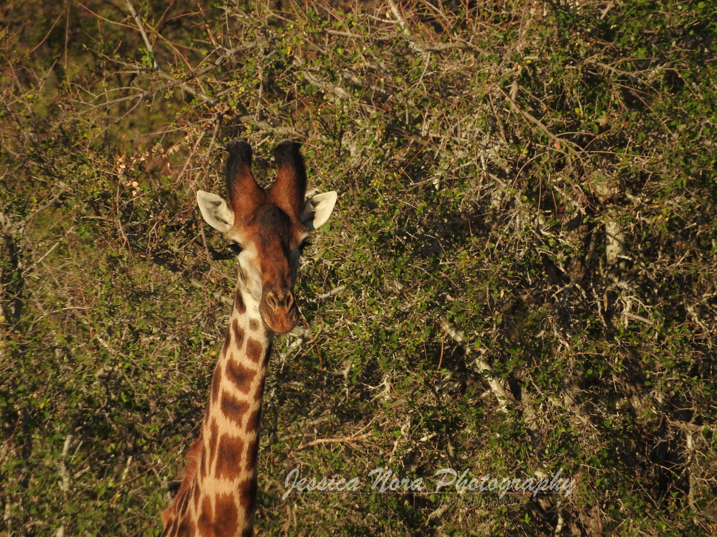 GiraffeWM02.jpg