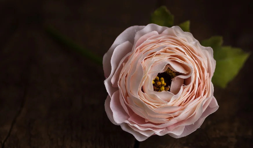 BE PRETTY IN PINK Dress your space with blush pink, beautiful ranunculus. Use it to add elegance on its own, in bunches, or in terrariums. Ranunculus Pale Pink, £5.50 per stem . www.wyldhome.com