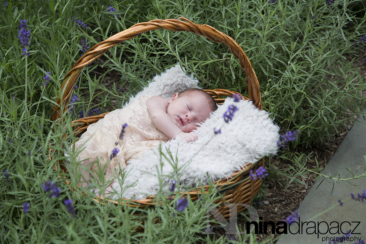 newbornportrait3.jpg