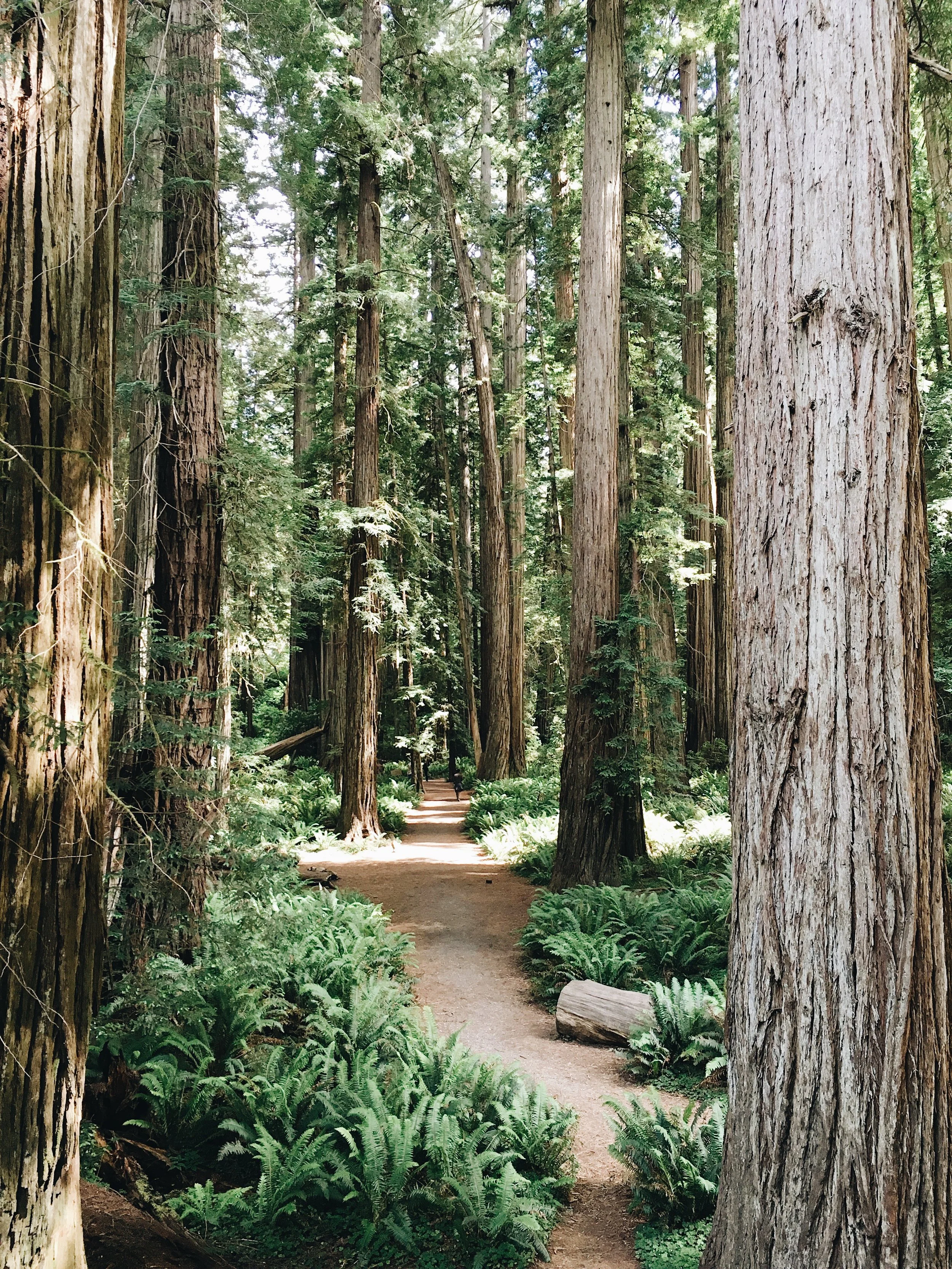 Jedidiah Smith Redwoods State Park 