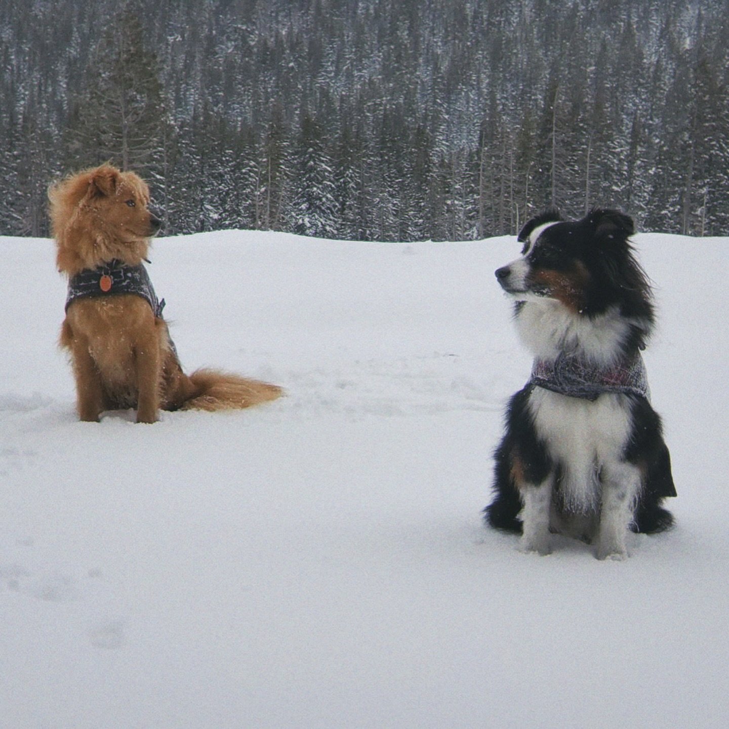 A few weeks ago I said goodbye to my best friend Maya Blu suddenly and unexpectedly 🐾 The most fiercely loyal, sassiest, opinionated, loving little lady I was lucky enough to spend 10.5 years catering to. I loved her so much that I named my business