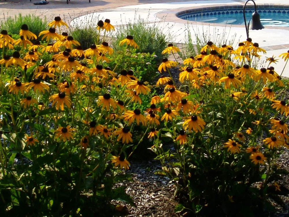 Bird, Wildlife & Perennial Gardens