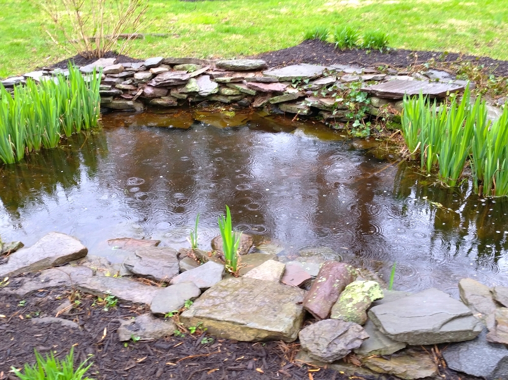 Ponds & Streams