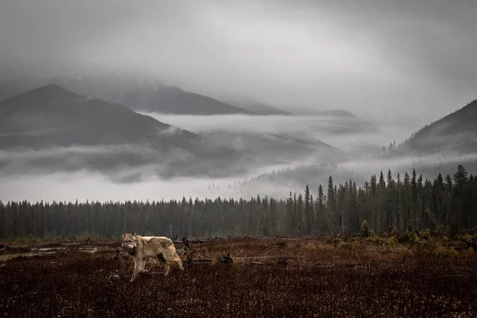 Grey wolves like this are the target of the poison program.