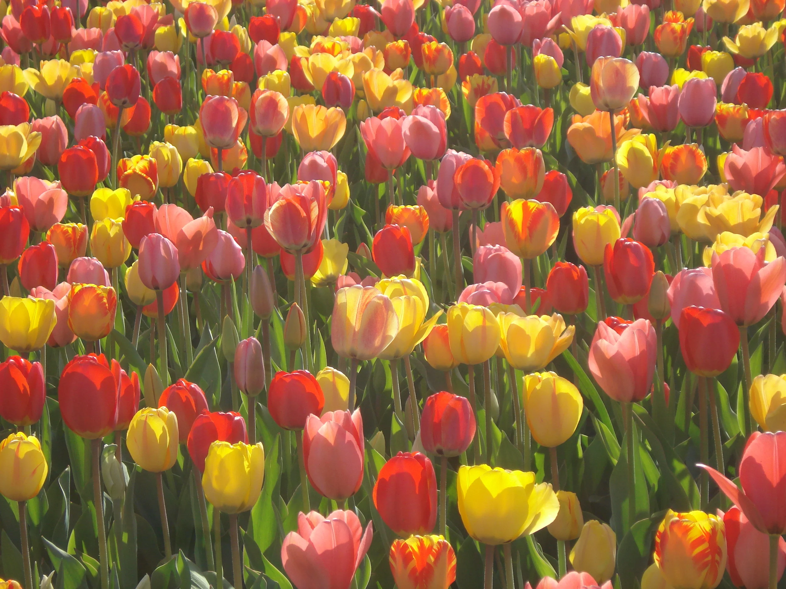 Anniversary Tulips.JPG