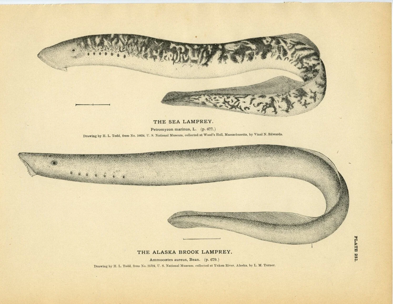 Ram Dass &amp; Sanguivoriphobia
